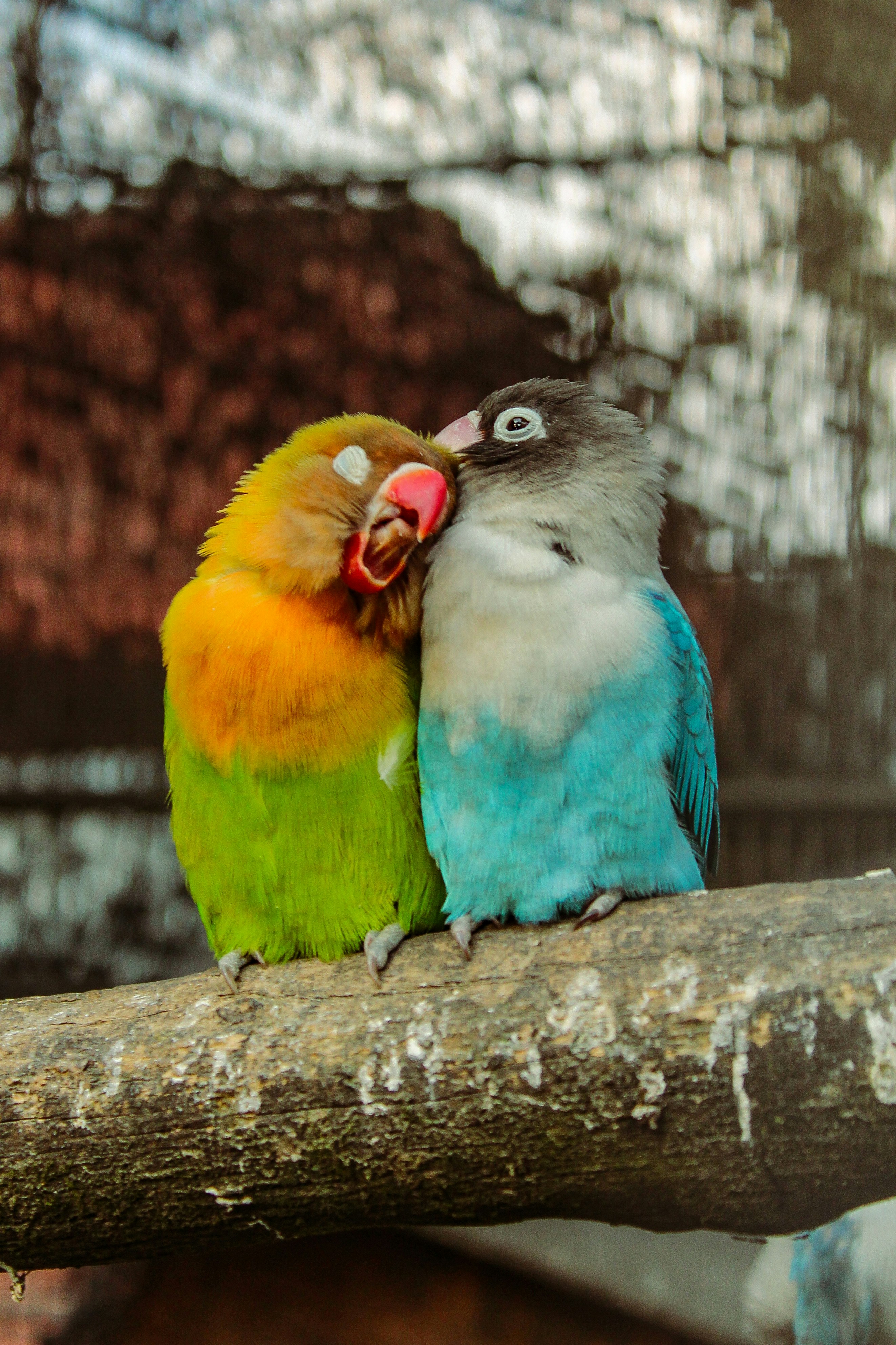 Photo by stan_dgafos_tuladhar