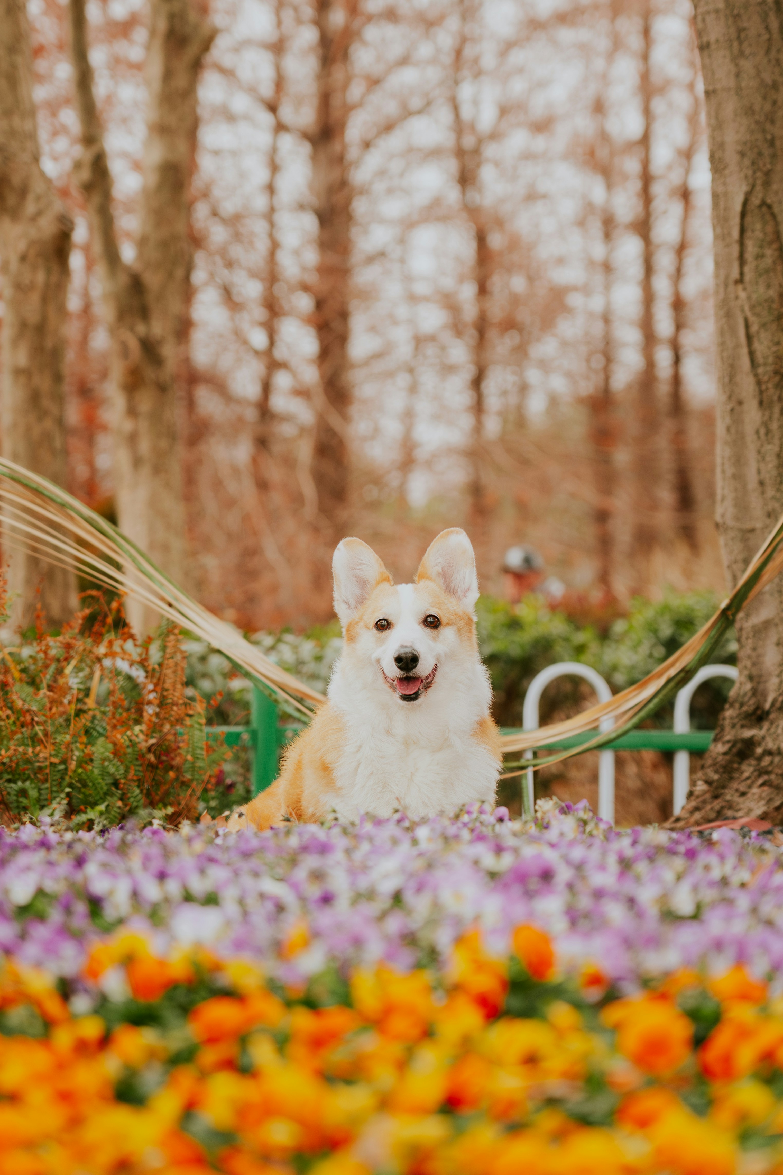 Ein glücklicher Corgi-Hund sitzt in einem Park mit Blumen.