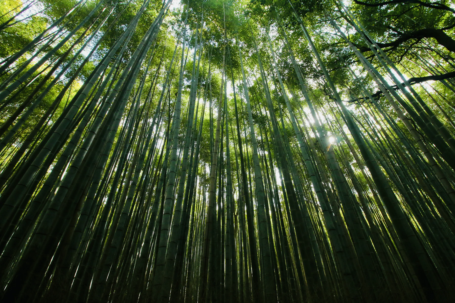 Bambuswald von Arashiyama mit hohen grünen Halmen und Sonnenlicht