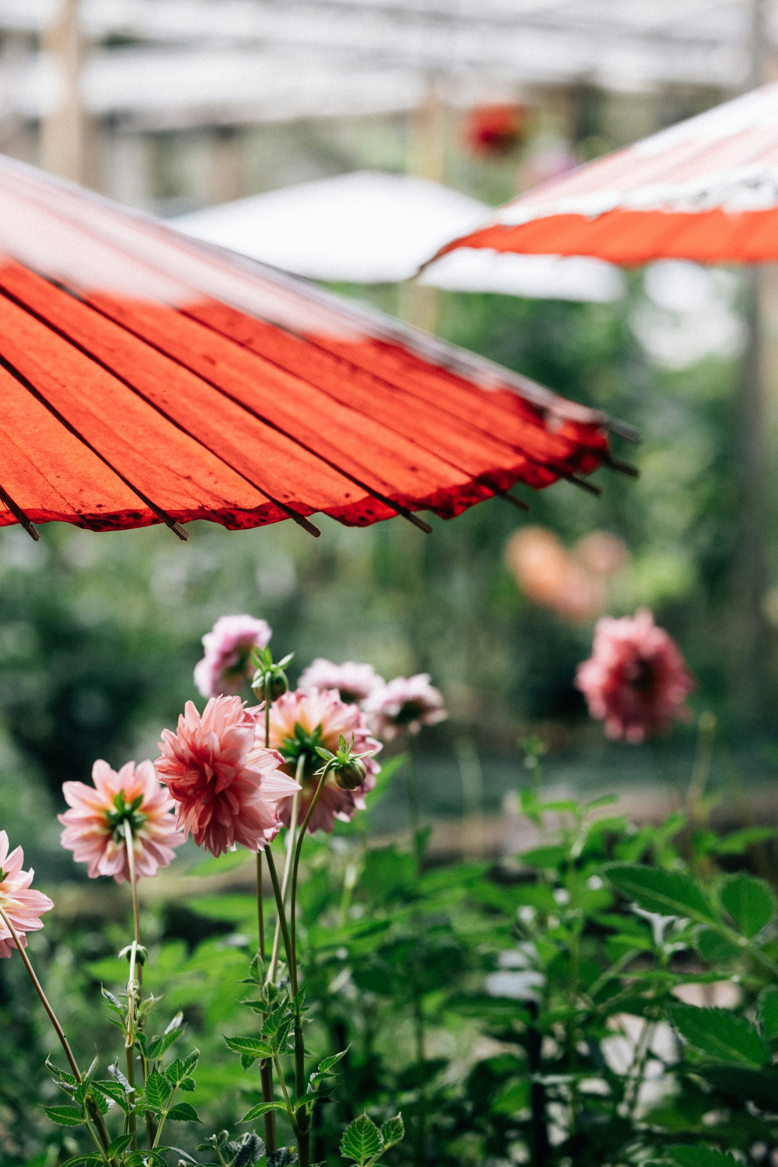 Photo by tsuyoshikozu