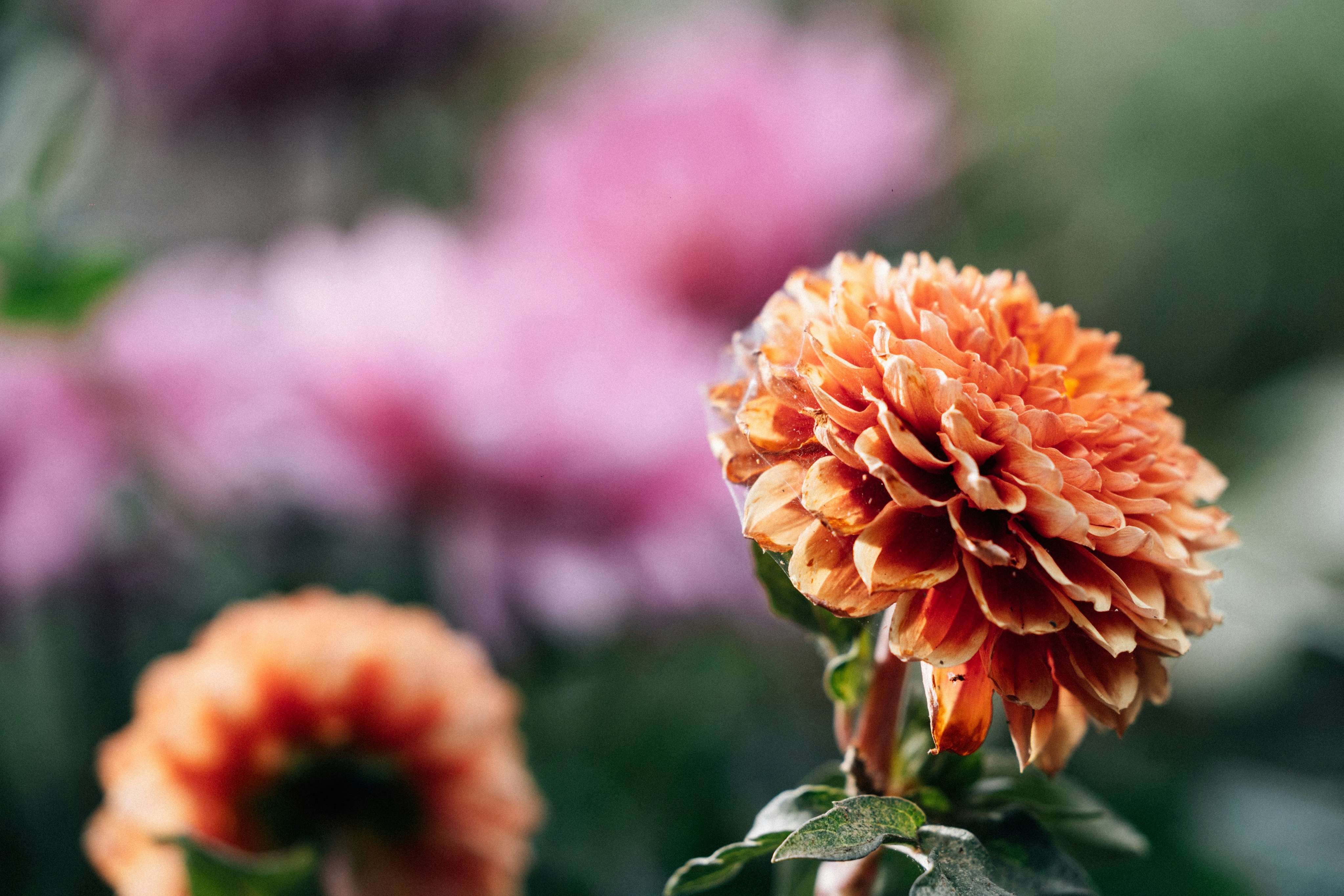 Photo by tsuyoshikozu