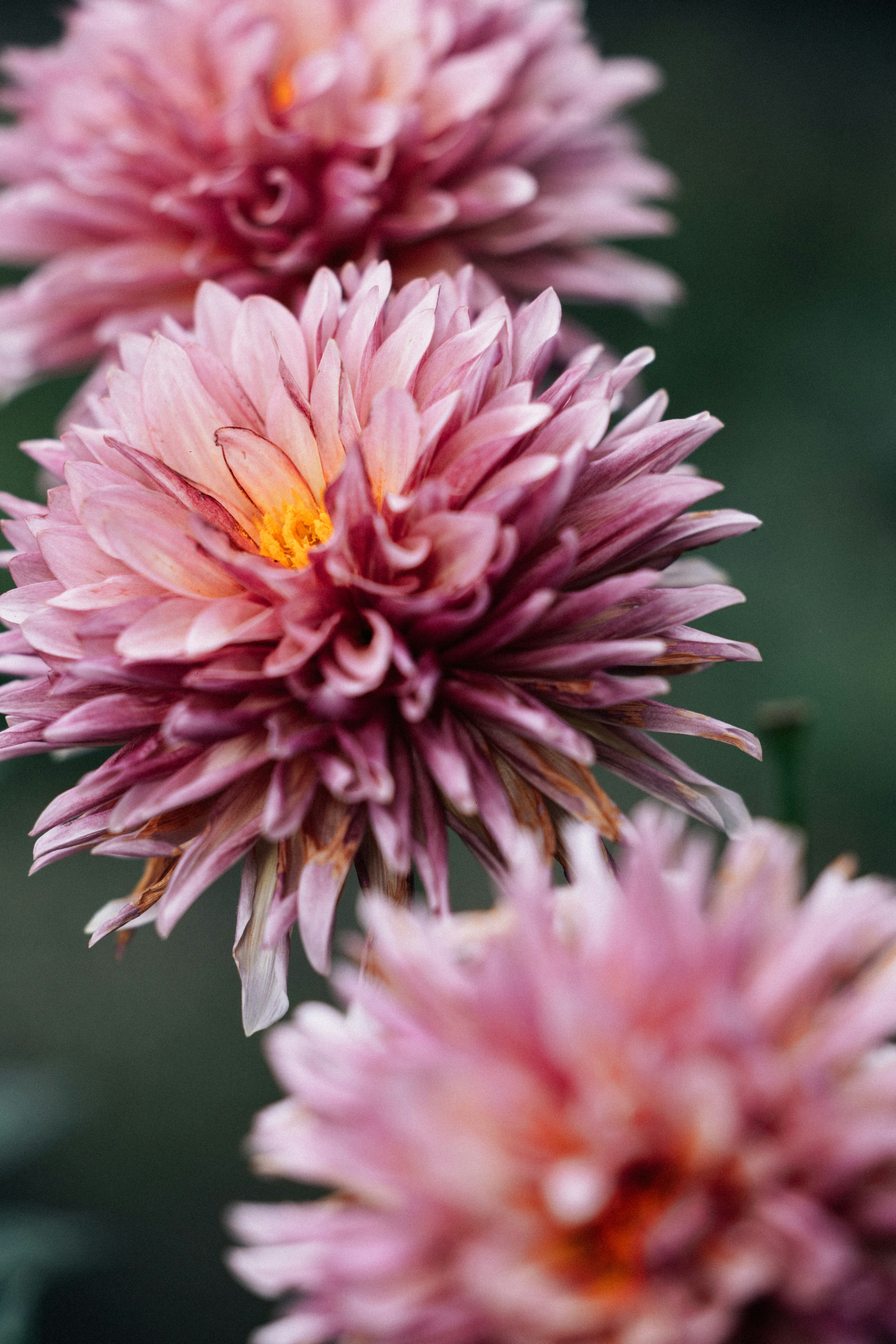 Photo by tsuyoshikozu