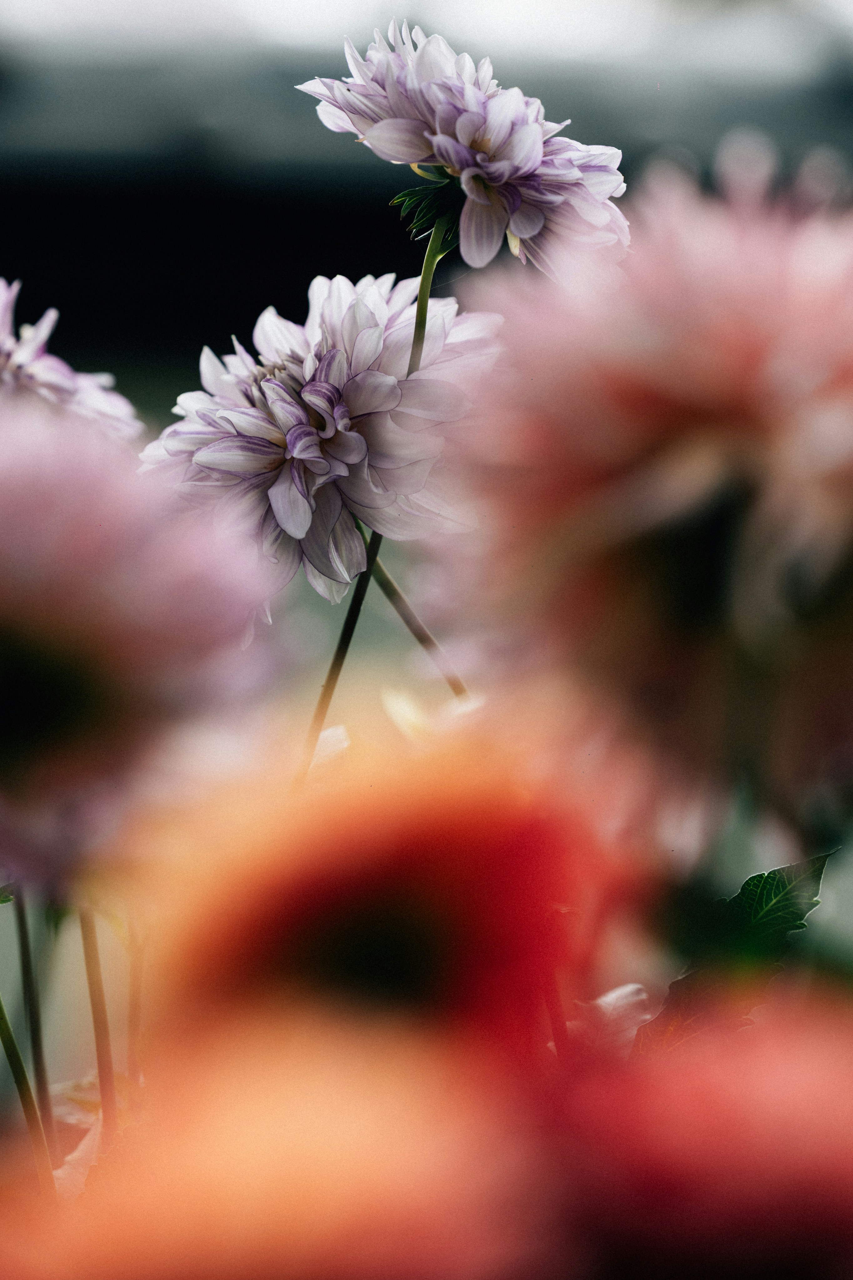 Photo by tsuyoshikozu