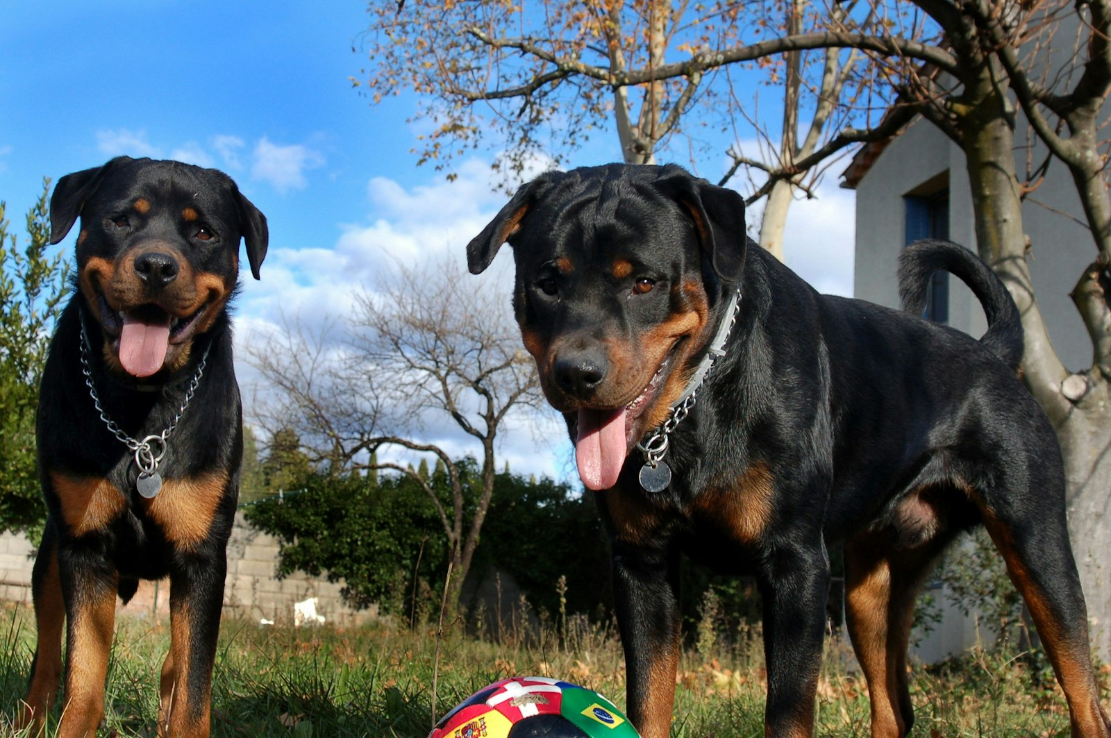 Spa Day at Home: Grooming a Rottweiler Yourself