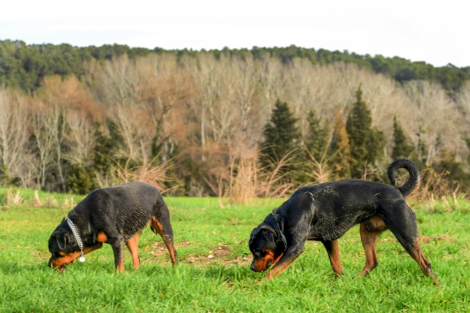 Rottweiler