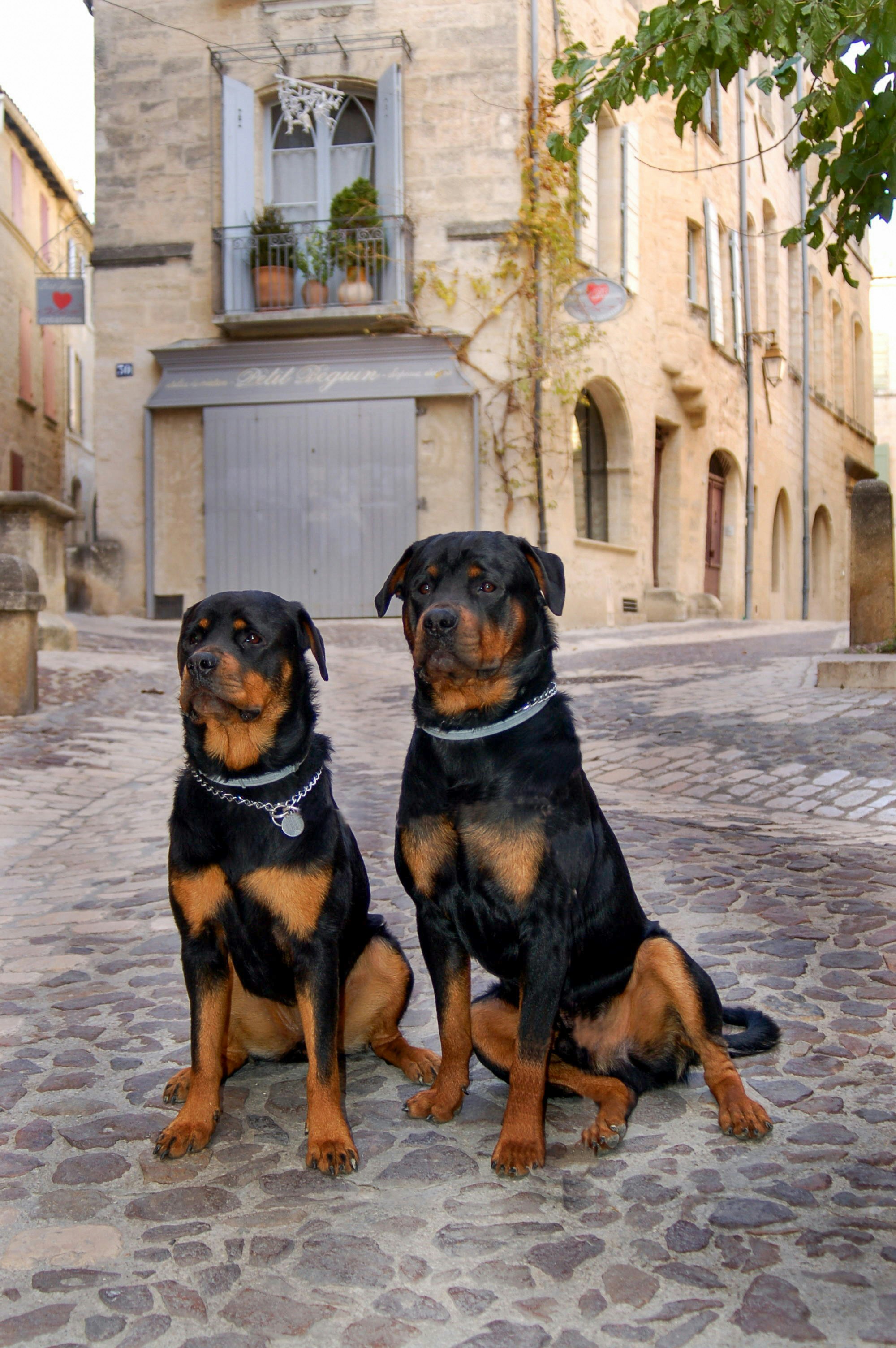 Two rottweilers sitting on a cobblestone street photo – Free Animal ...