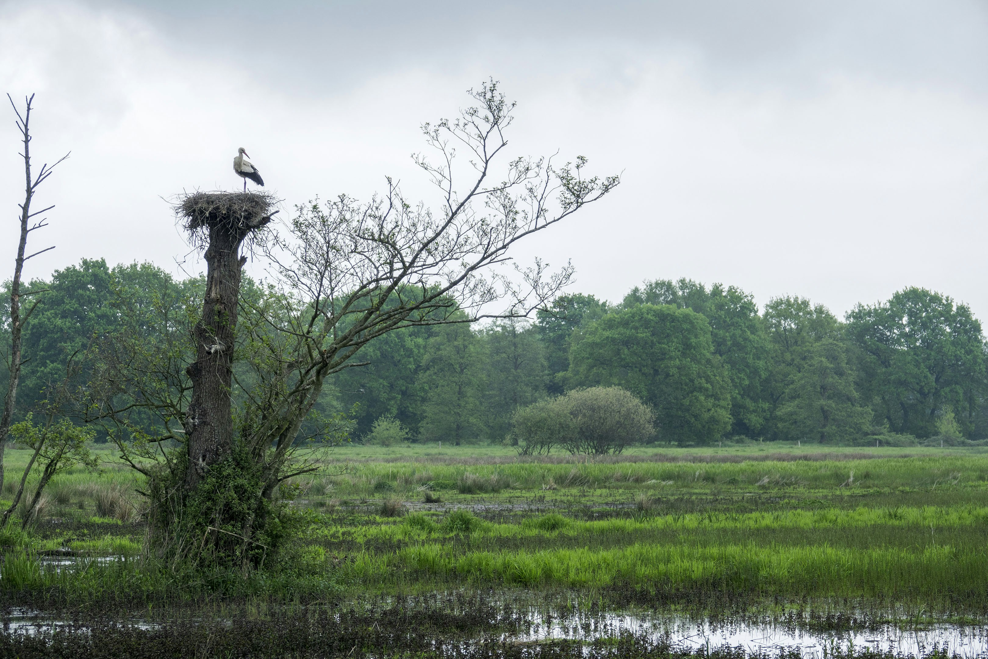 A stork stands in its nest atop a tree.