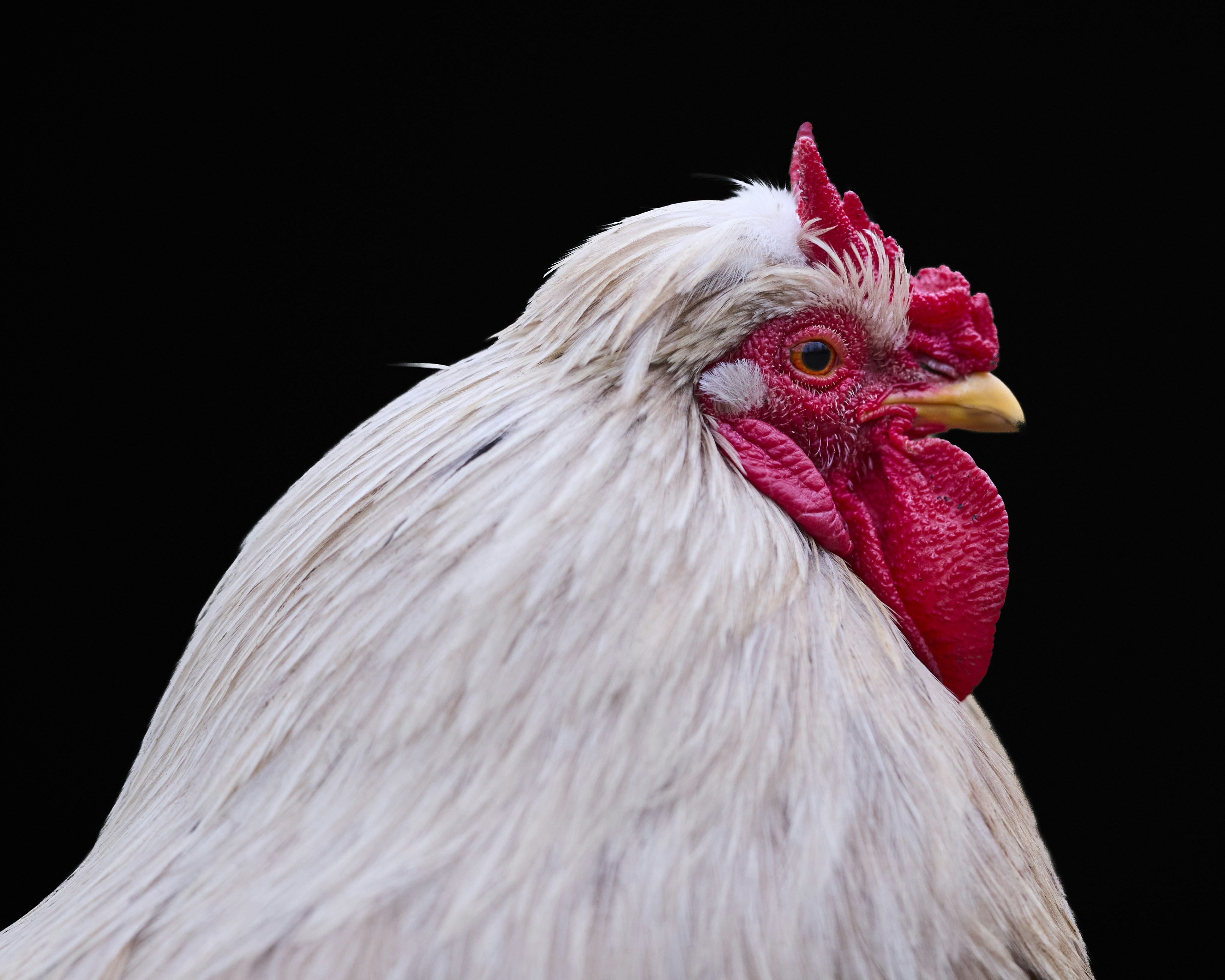 Photo by erwinbosman