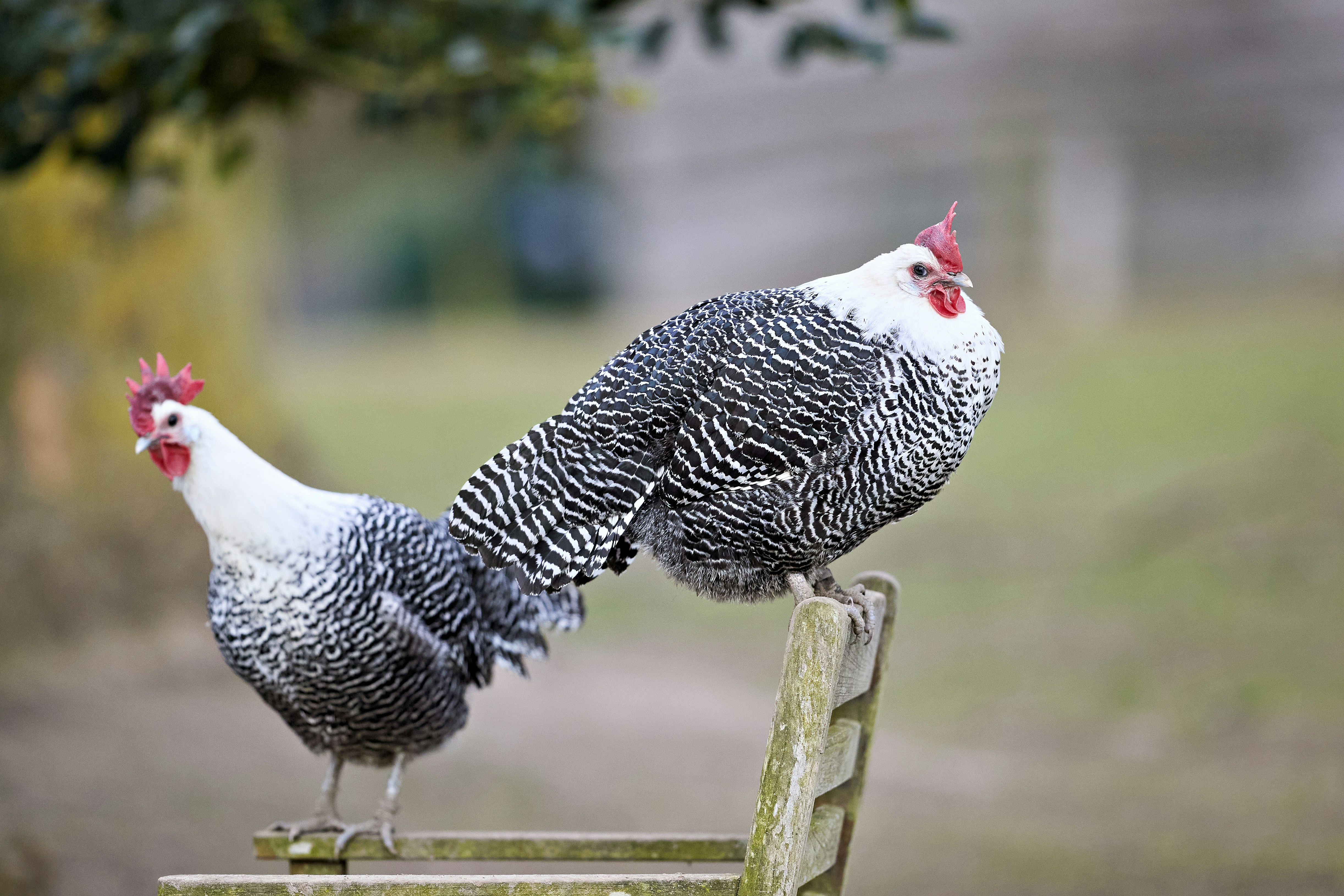 Photo by erwinbosman