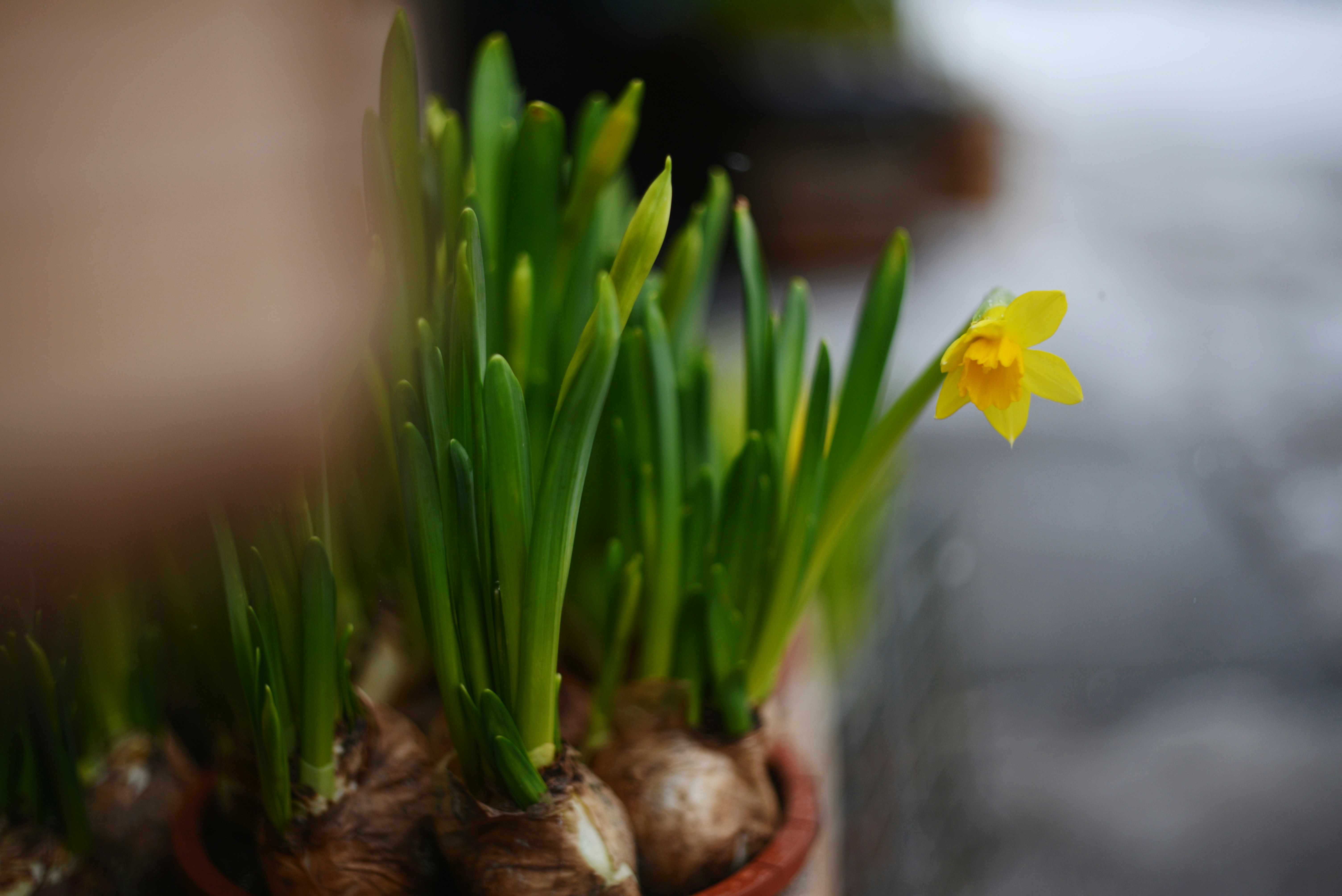 노란 수선화 한 송이가 초록 줄기 사이에 피어 있습니다.