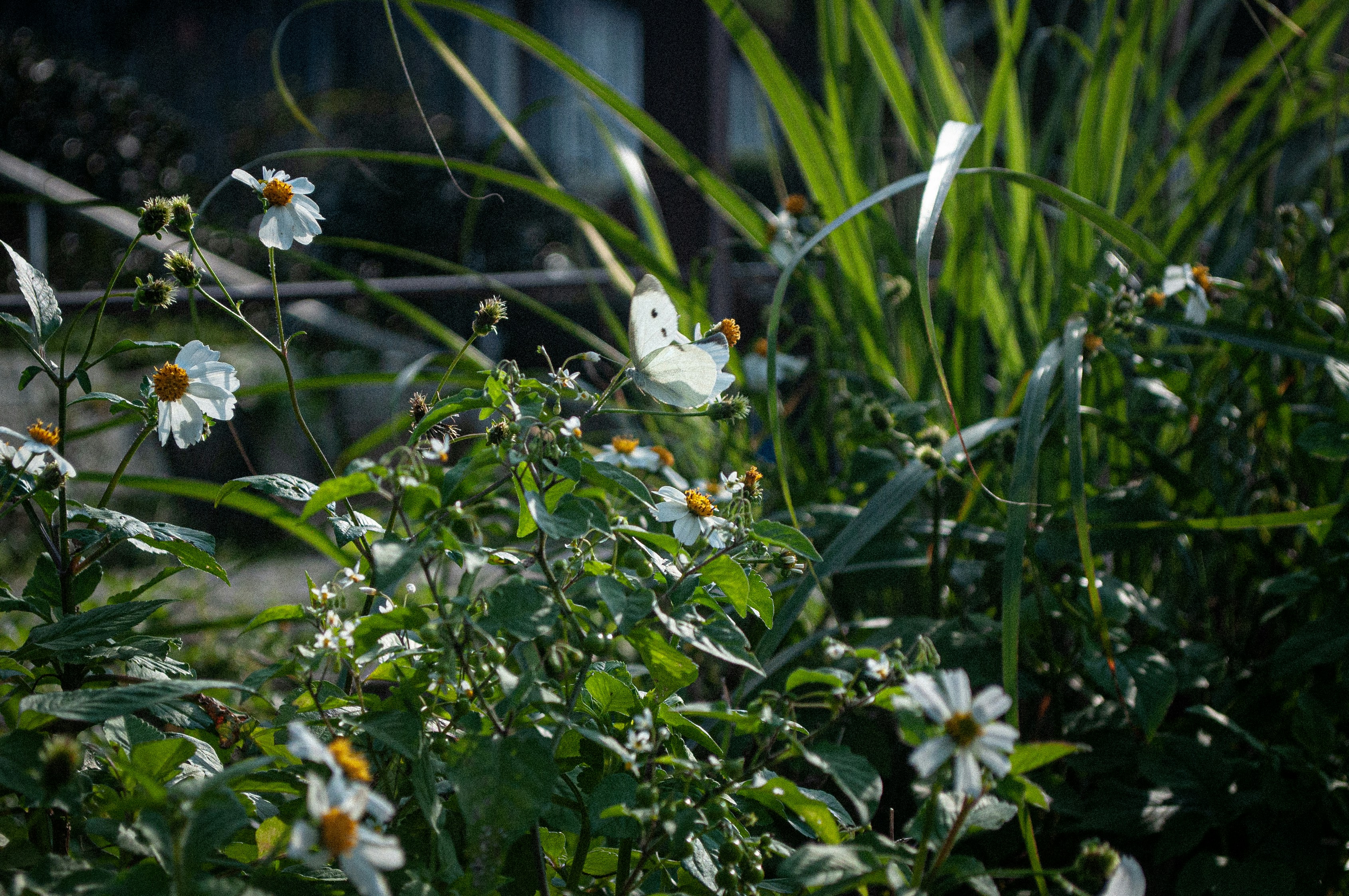 Photo by wooooooooood