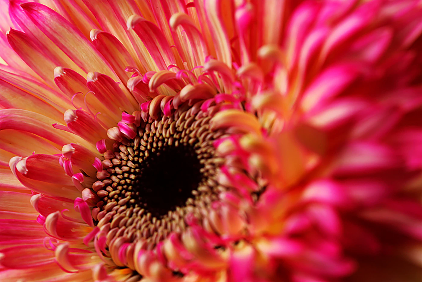 Pink Gerbera
