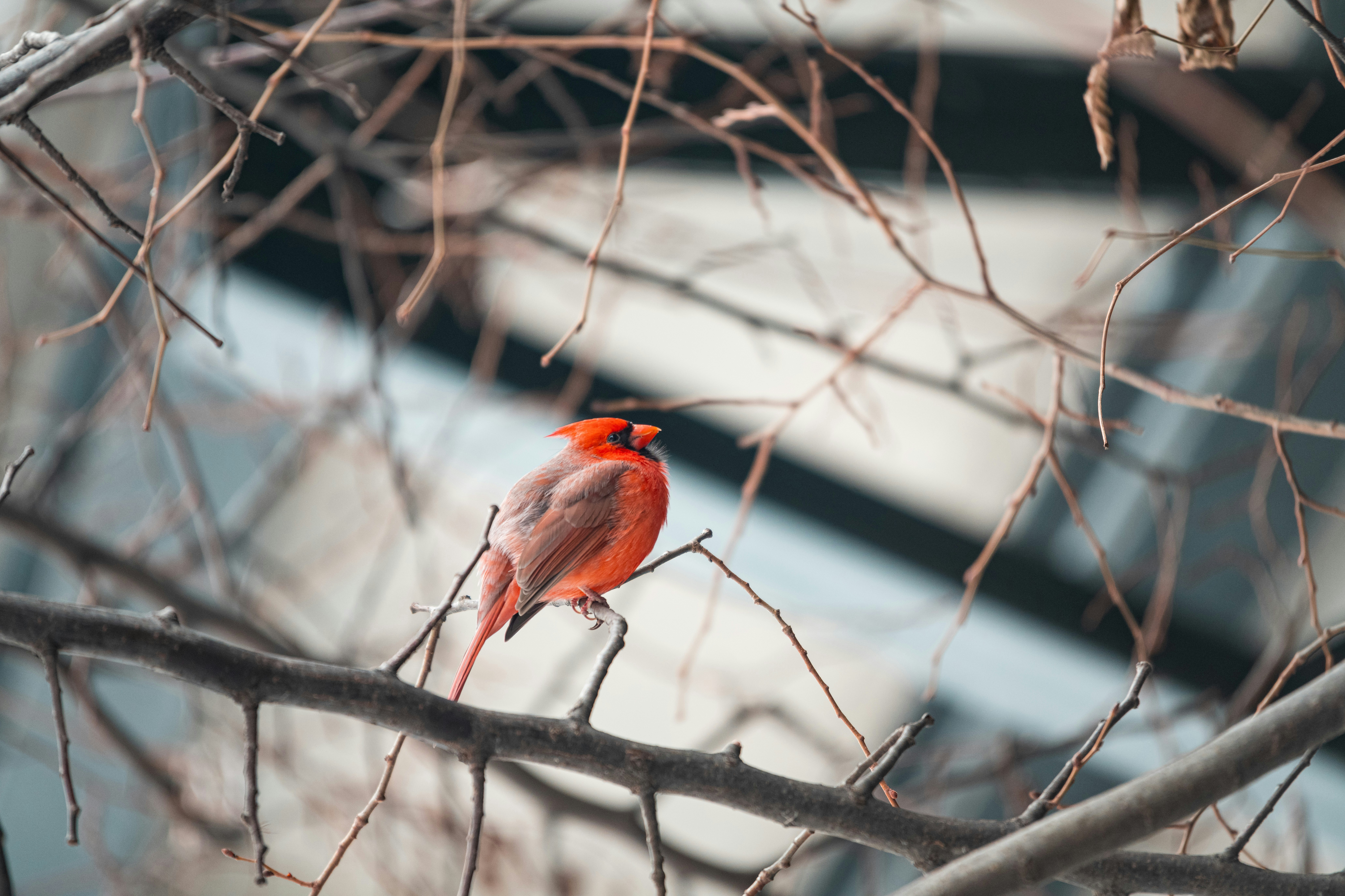 A red cardinal perched on a bare tree branch.
