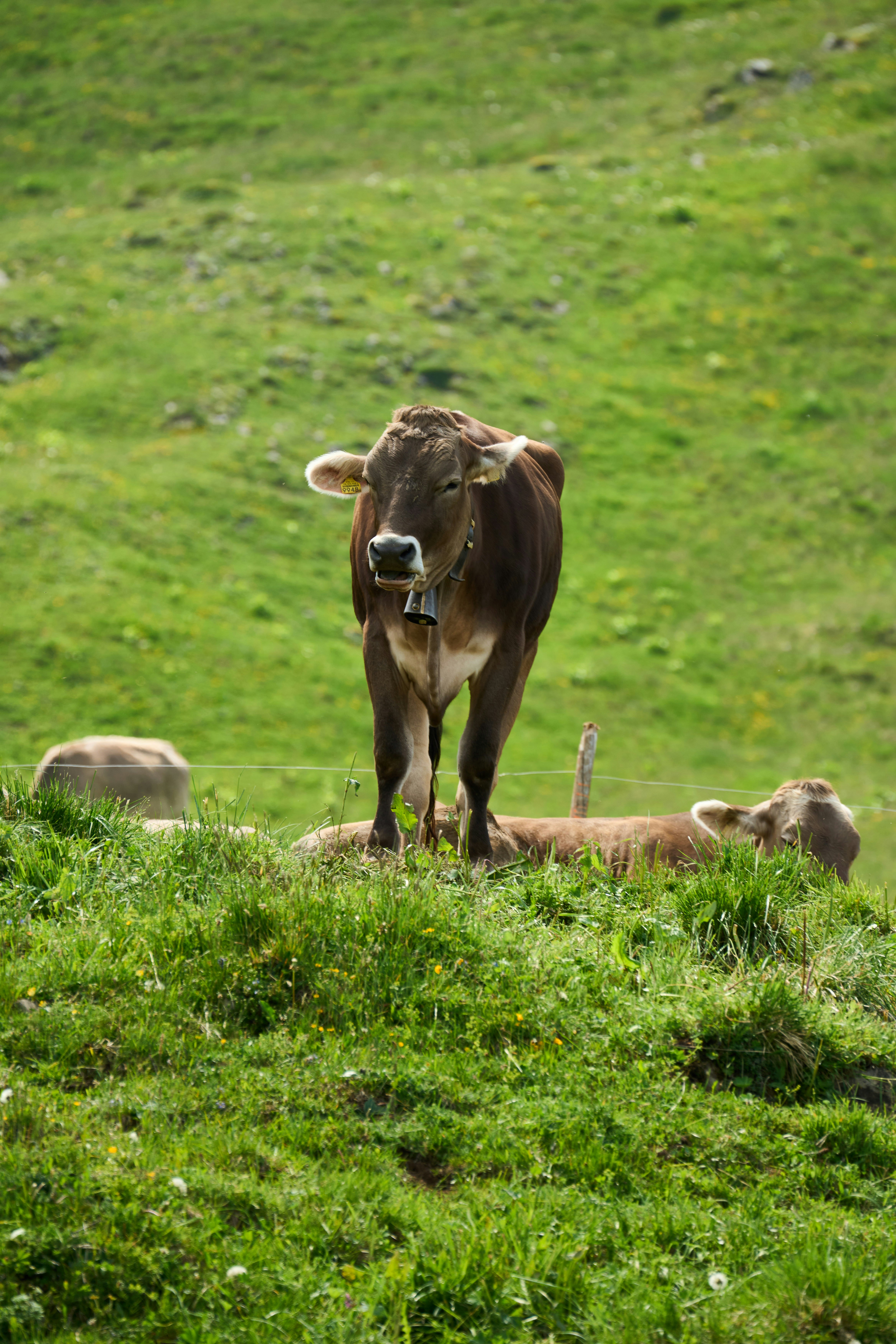 Photo by wolfgang_hasselmann