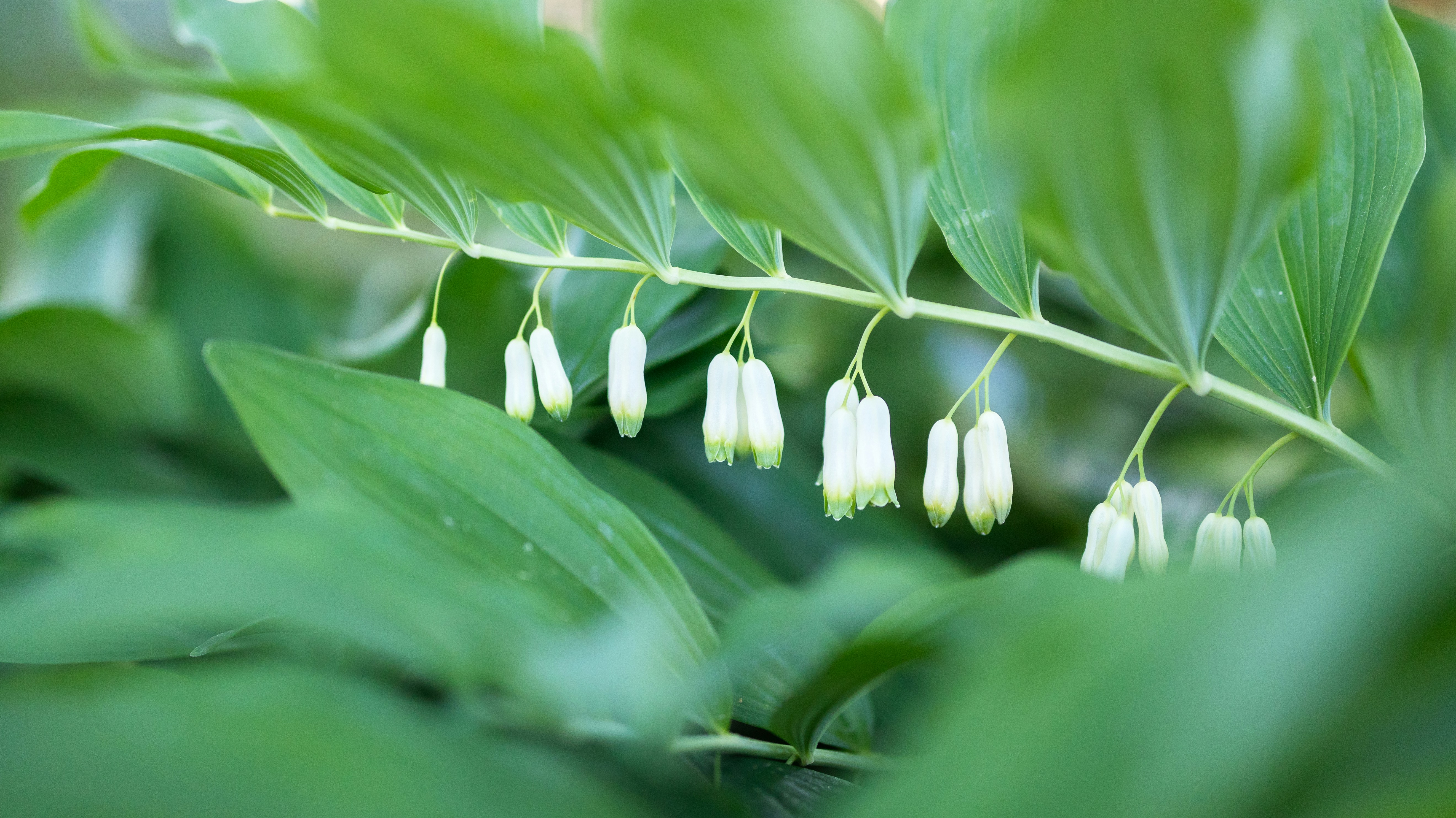 Delicate white flowers hang from a green stem.