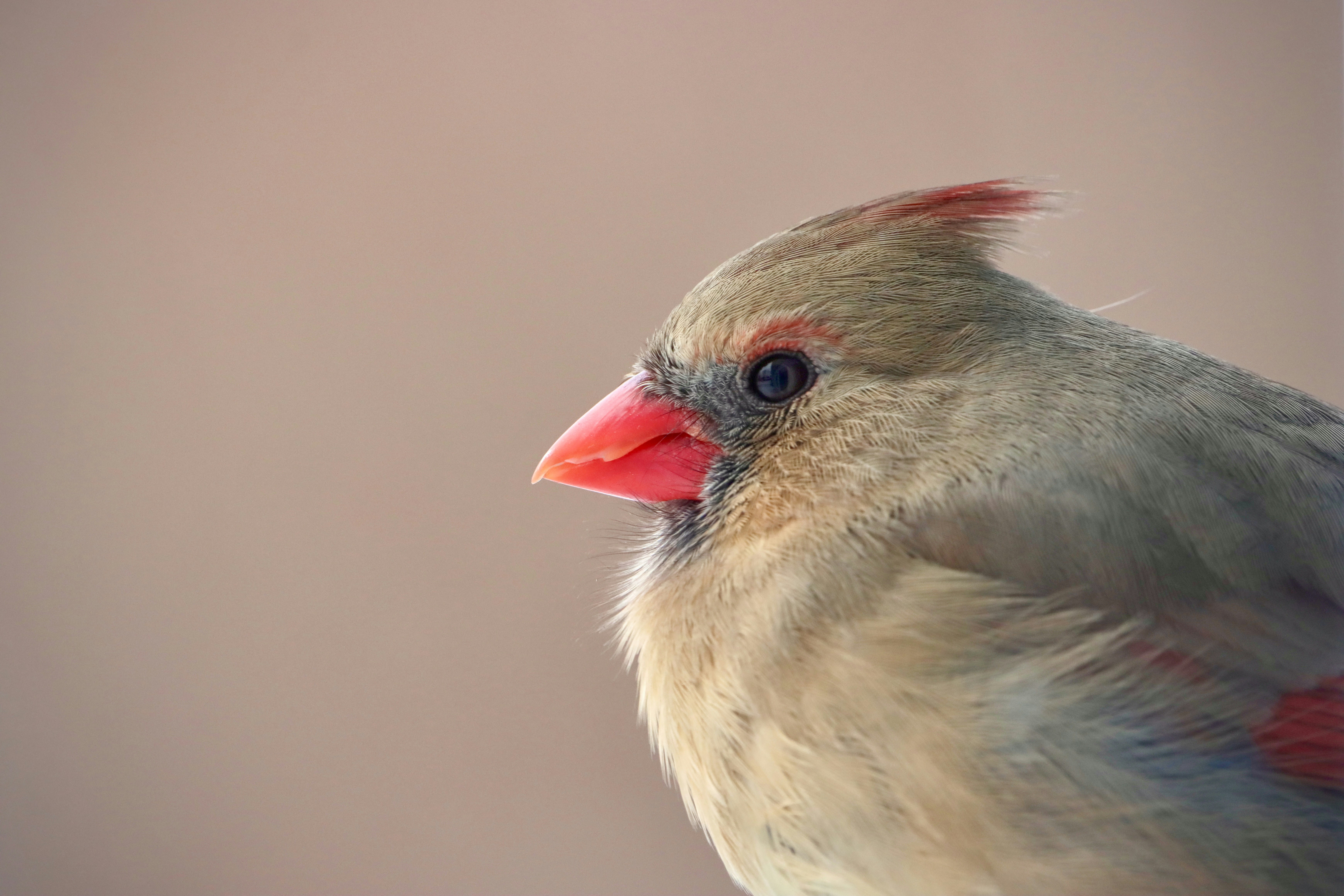 Photo by stephgibeaultart