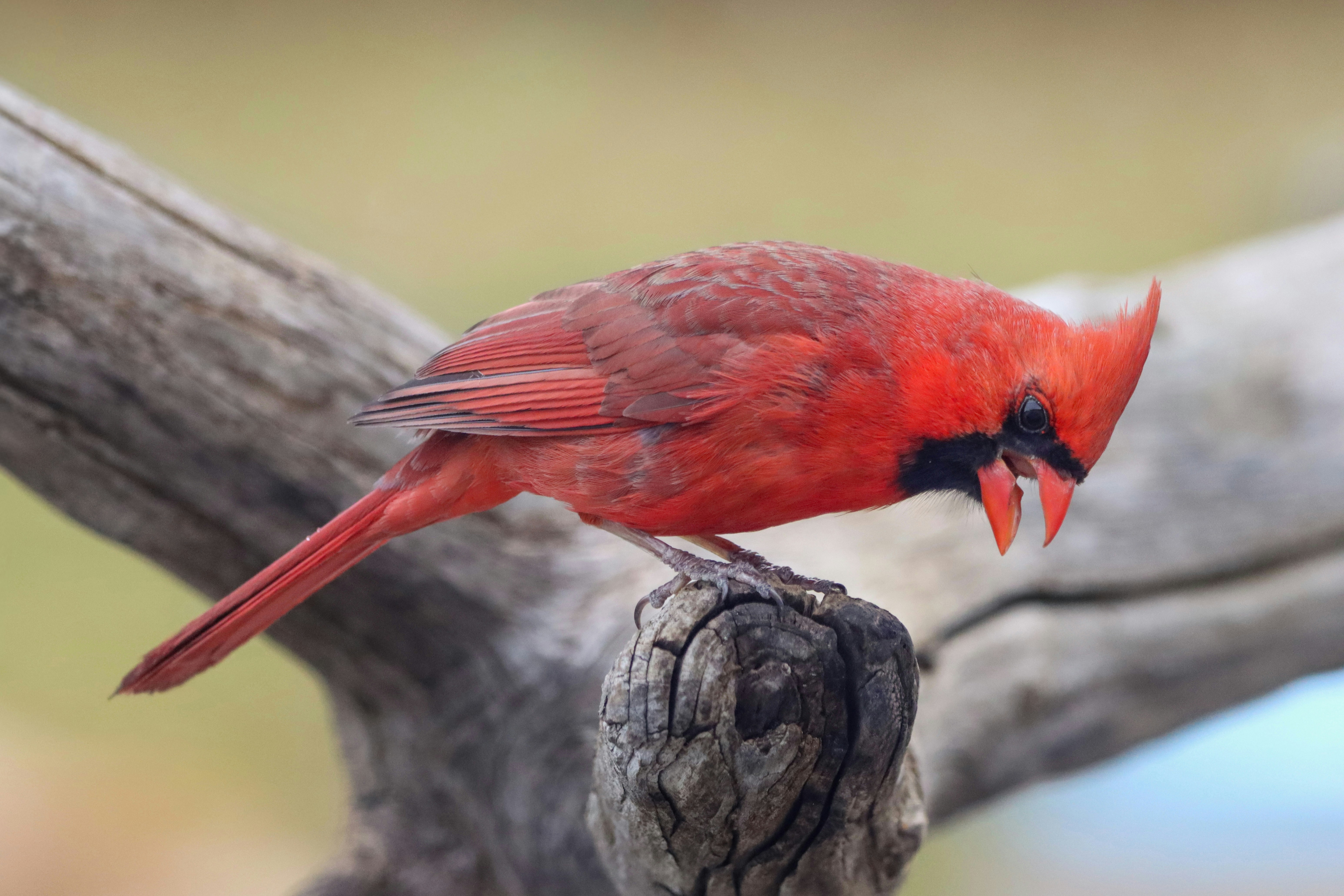 Photo by stephgibeaultart