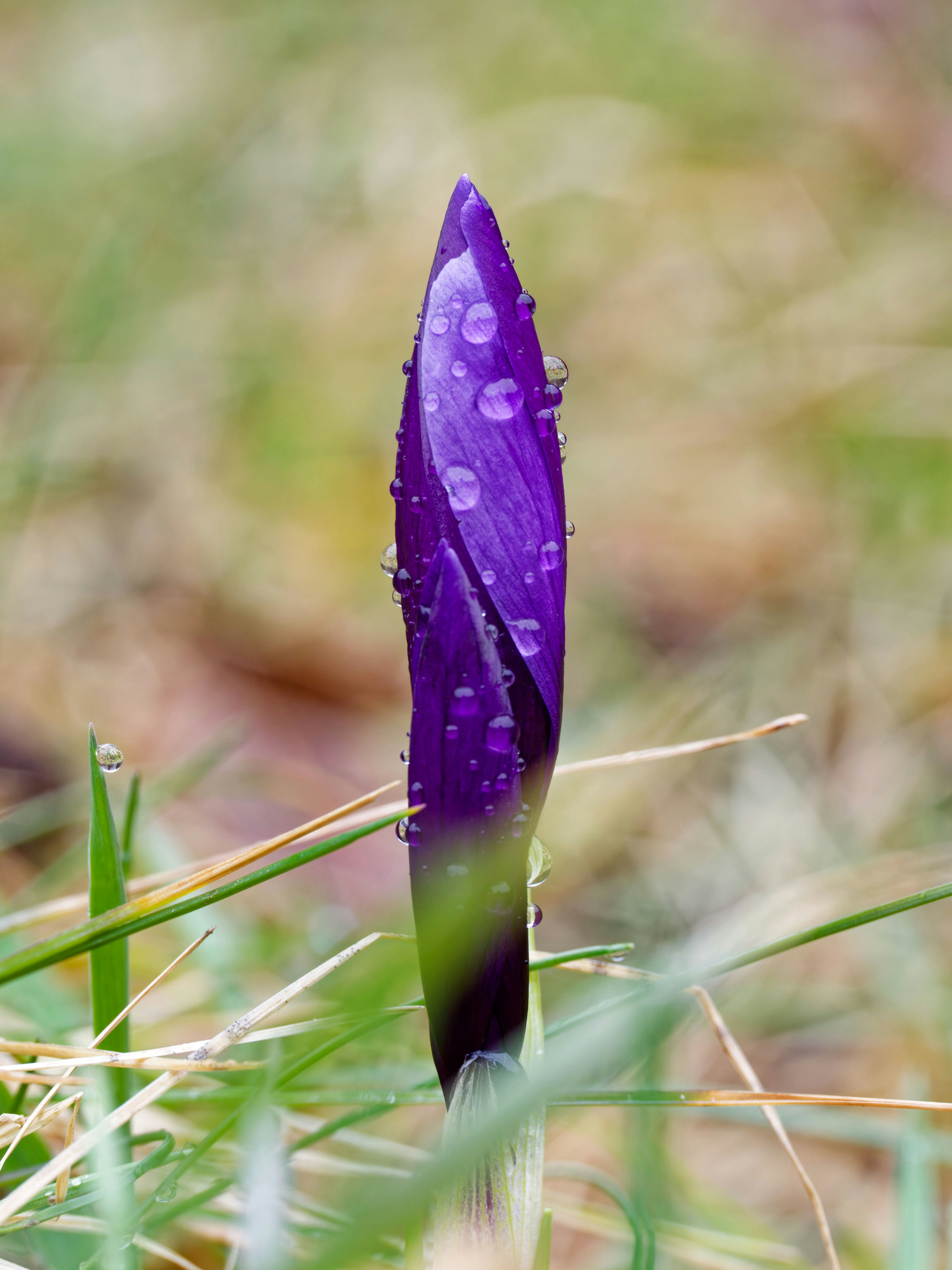 Photo by illes_cristi