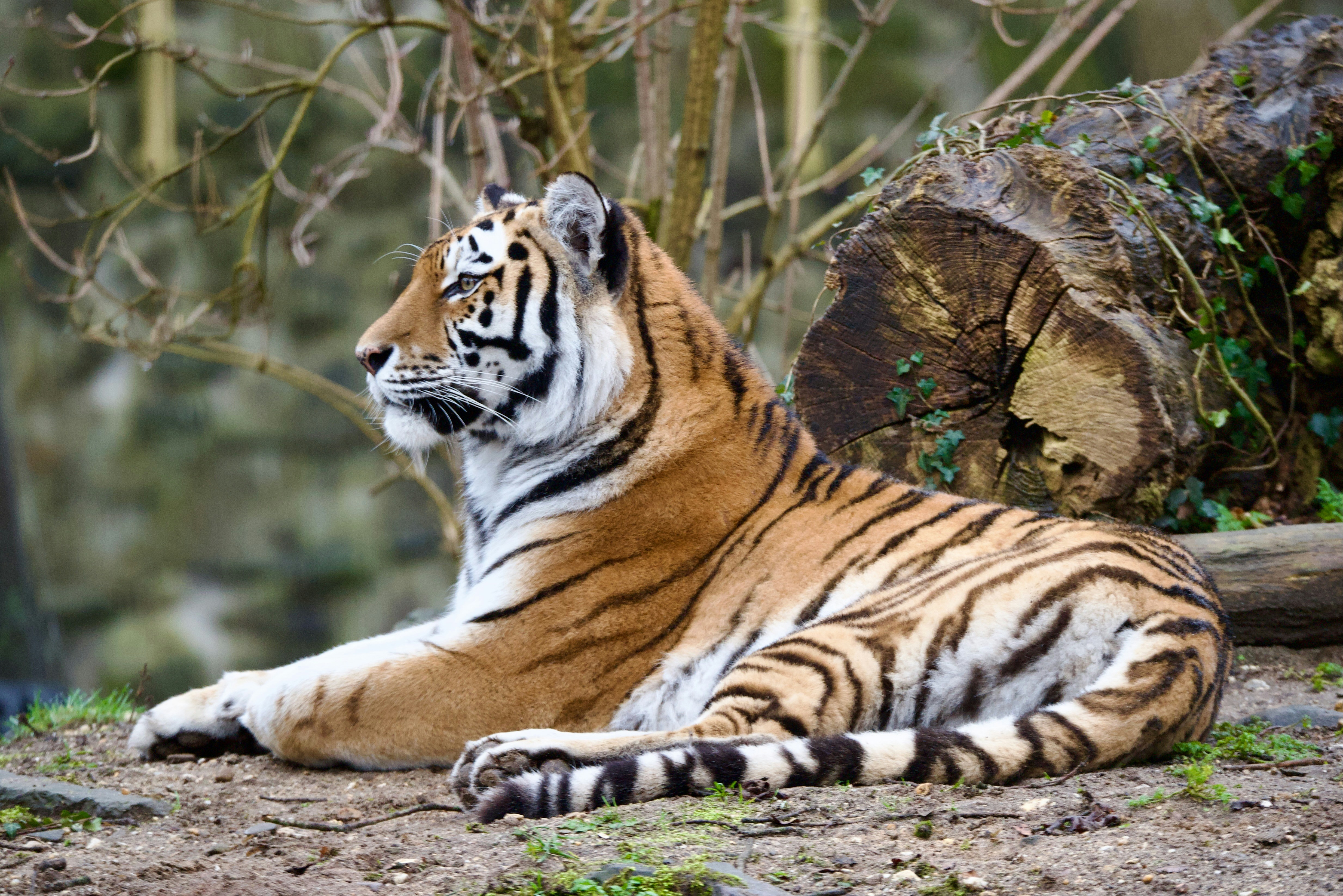 Ein Tiger ruht auf dem Boden in einem Wald.