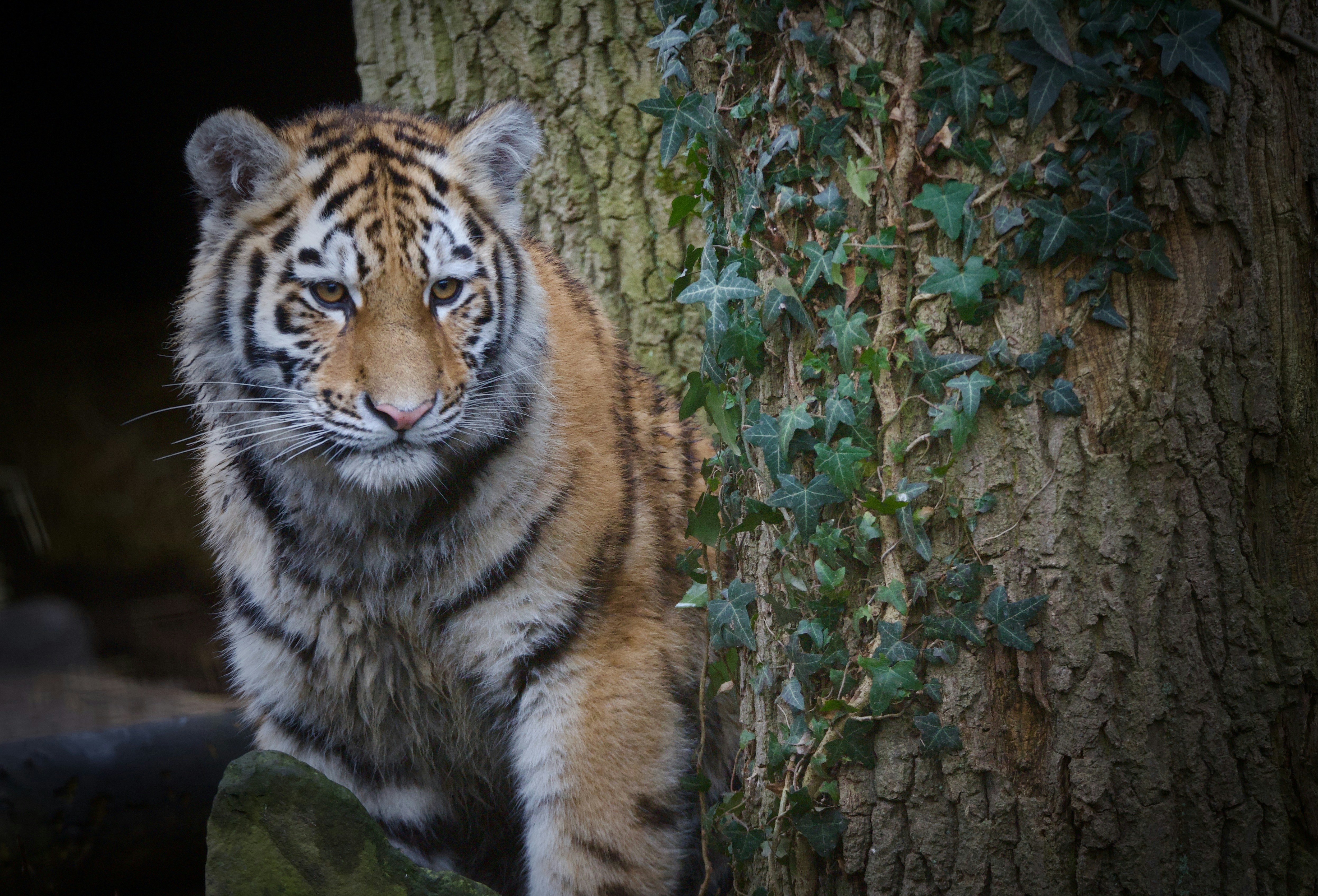 Ein Tiger läuft an einem Baum mit Efeu herum.