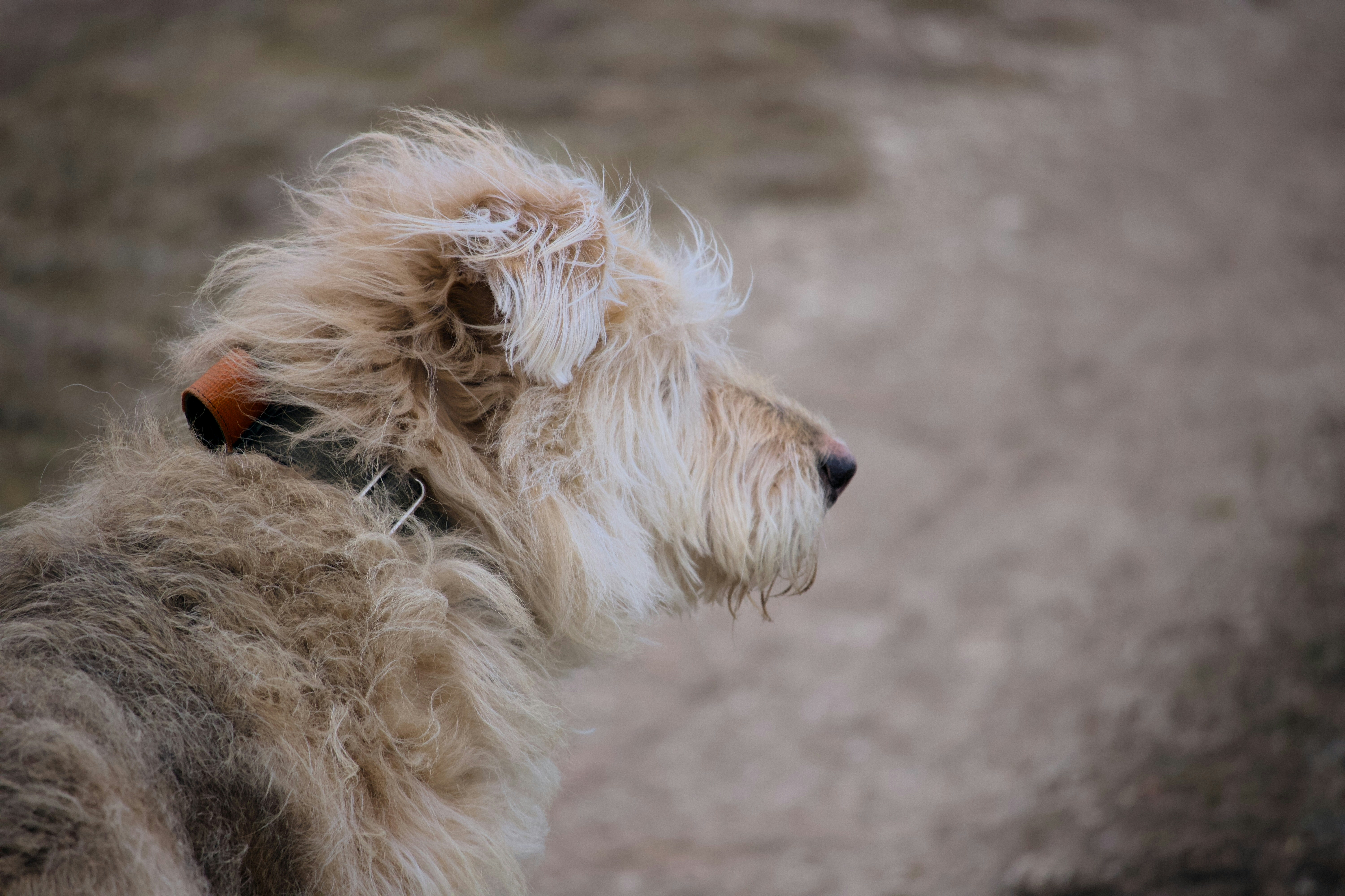 Wheaten Greetin' (Πήδημα Χαιρετισμού): Πώς το Σταματάς