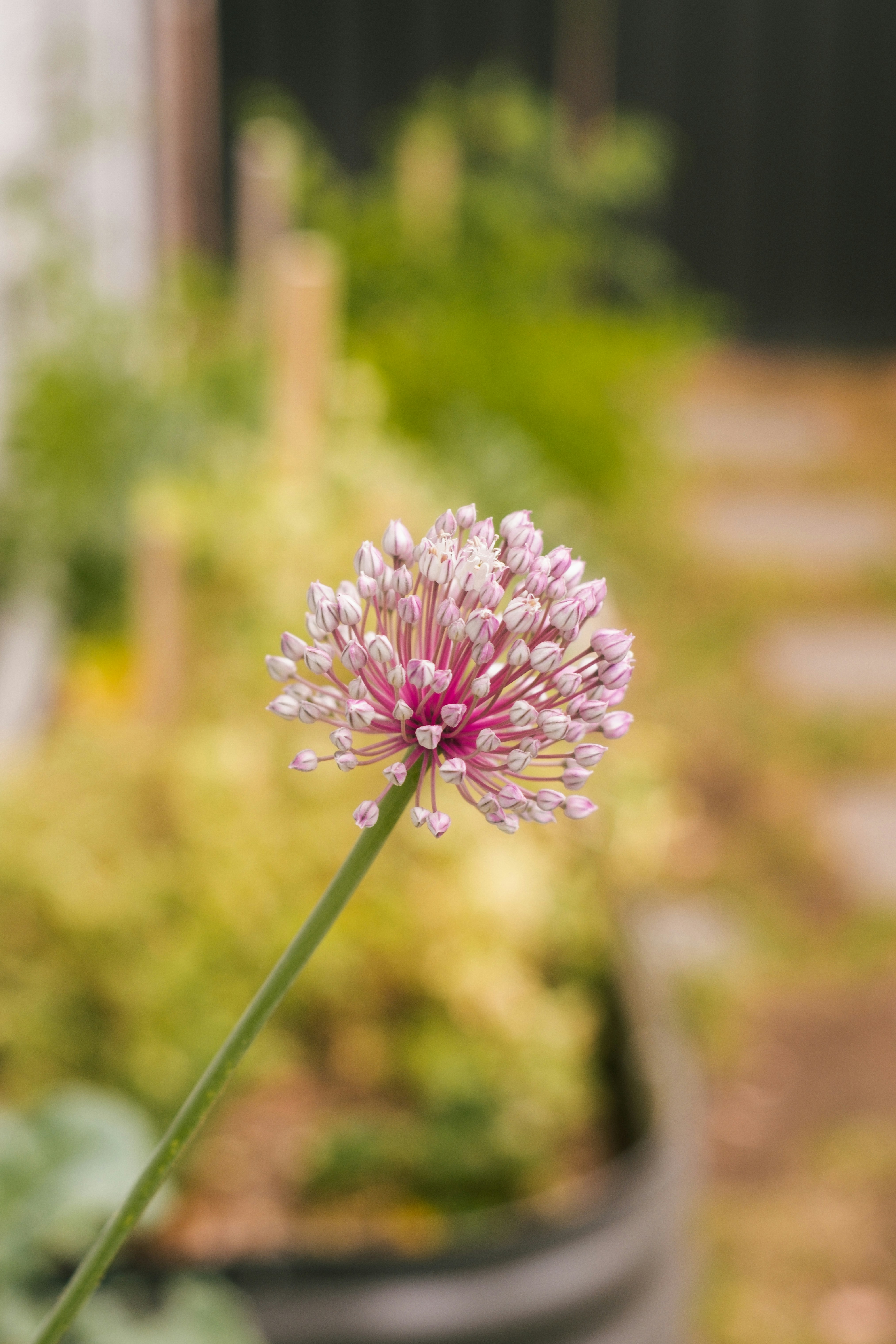 A delicate pink allium flower blooms in a garden.