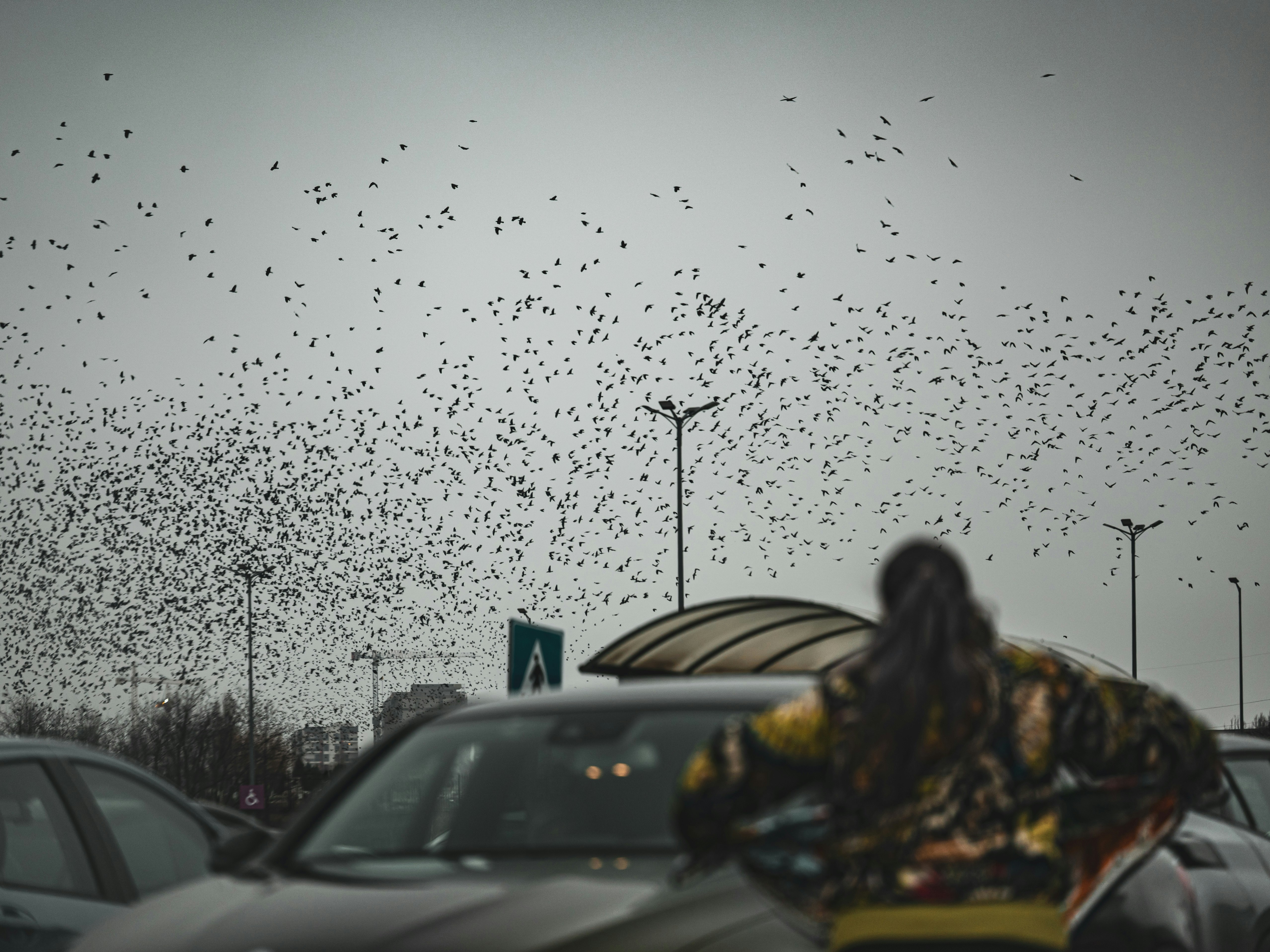 Ein Schwarm Vögel fliegt über eine Person und Autos.