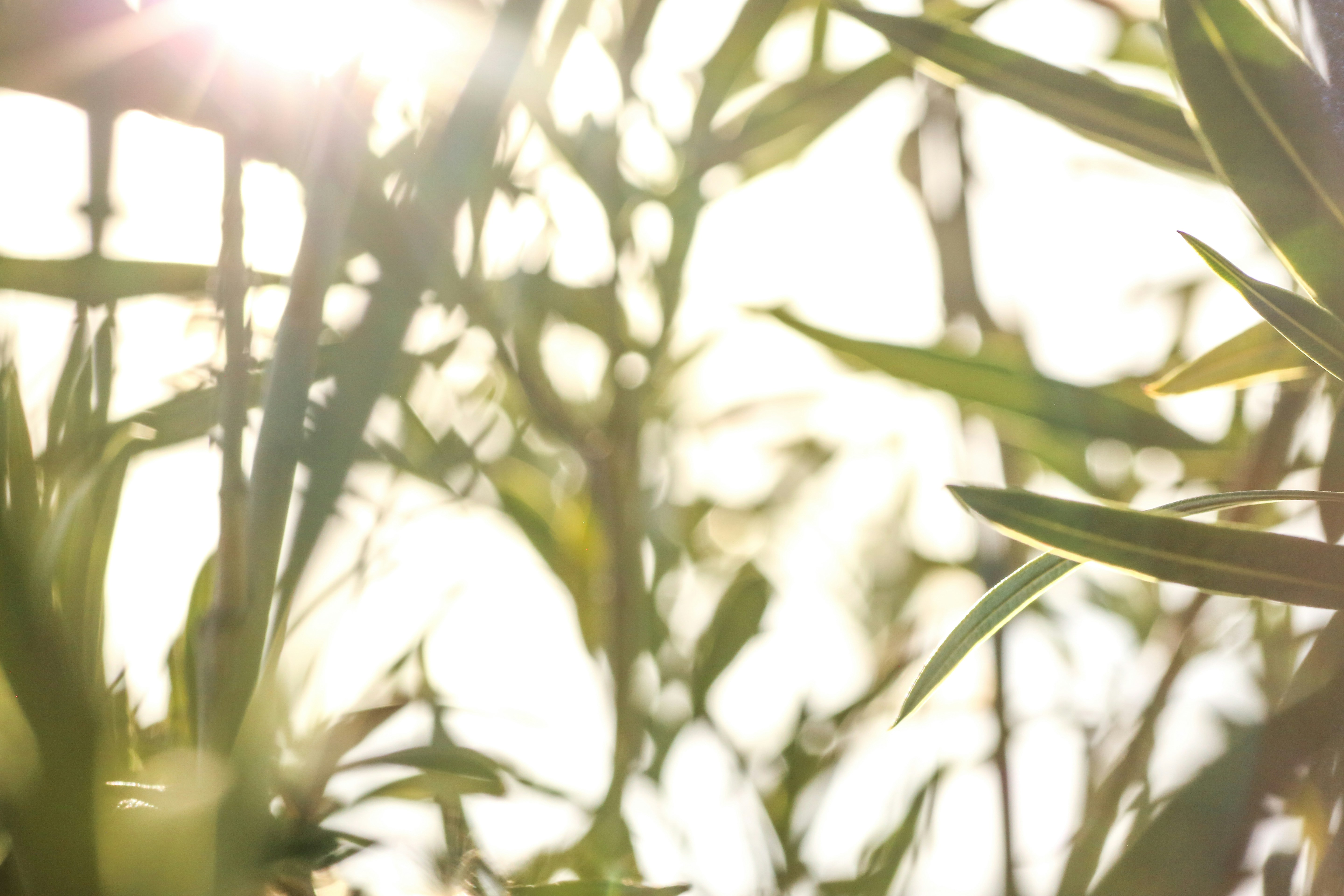 Photo by giorgiotrovato