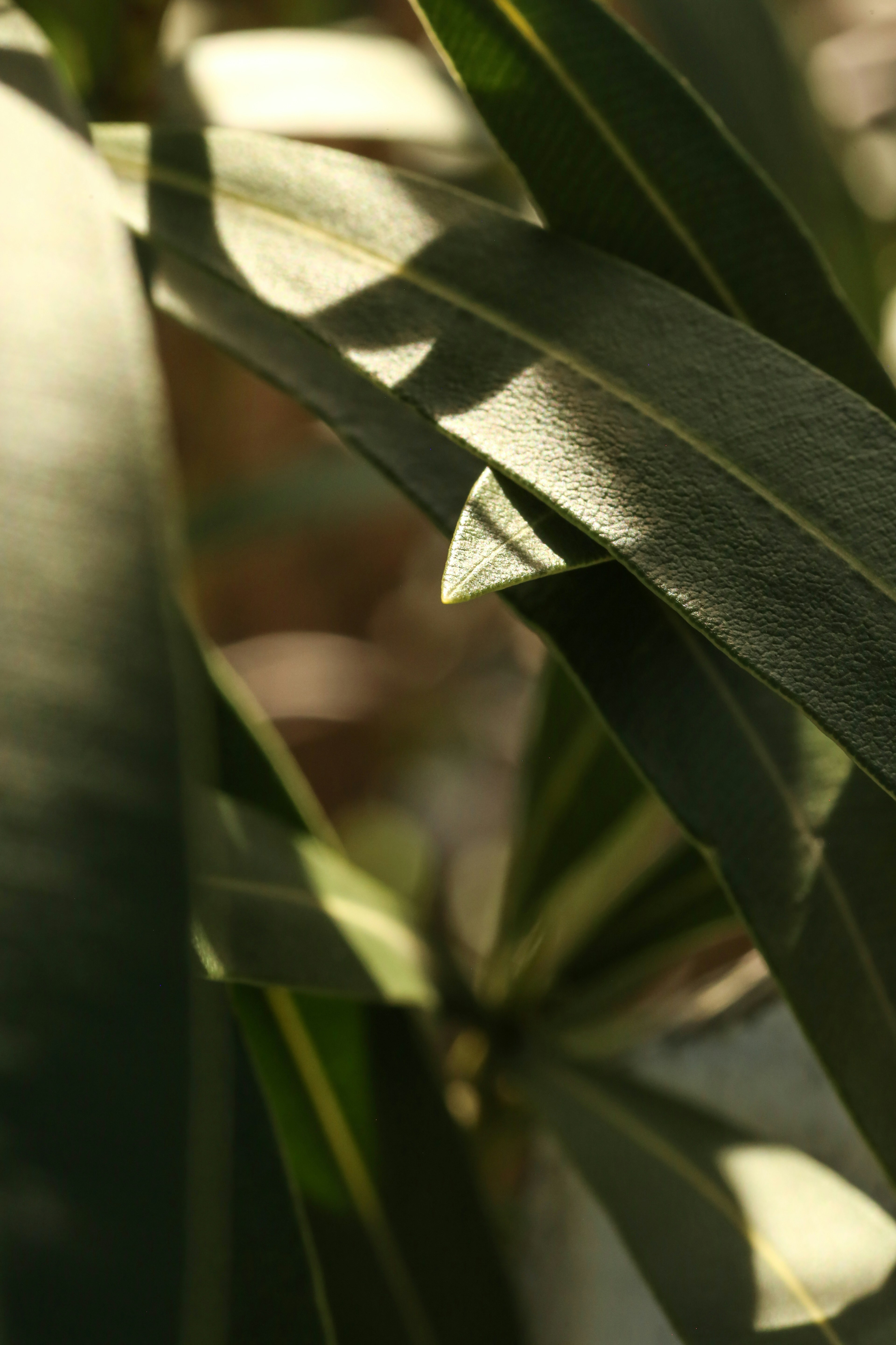 Photo by giorgiotrovato