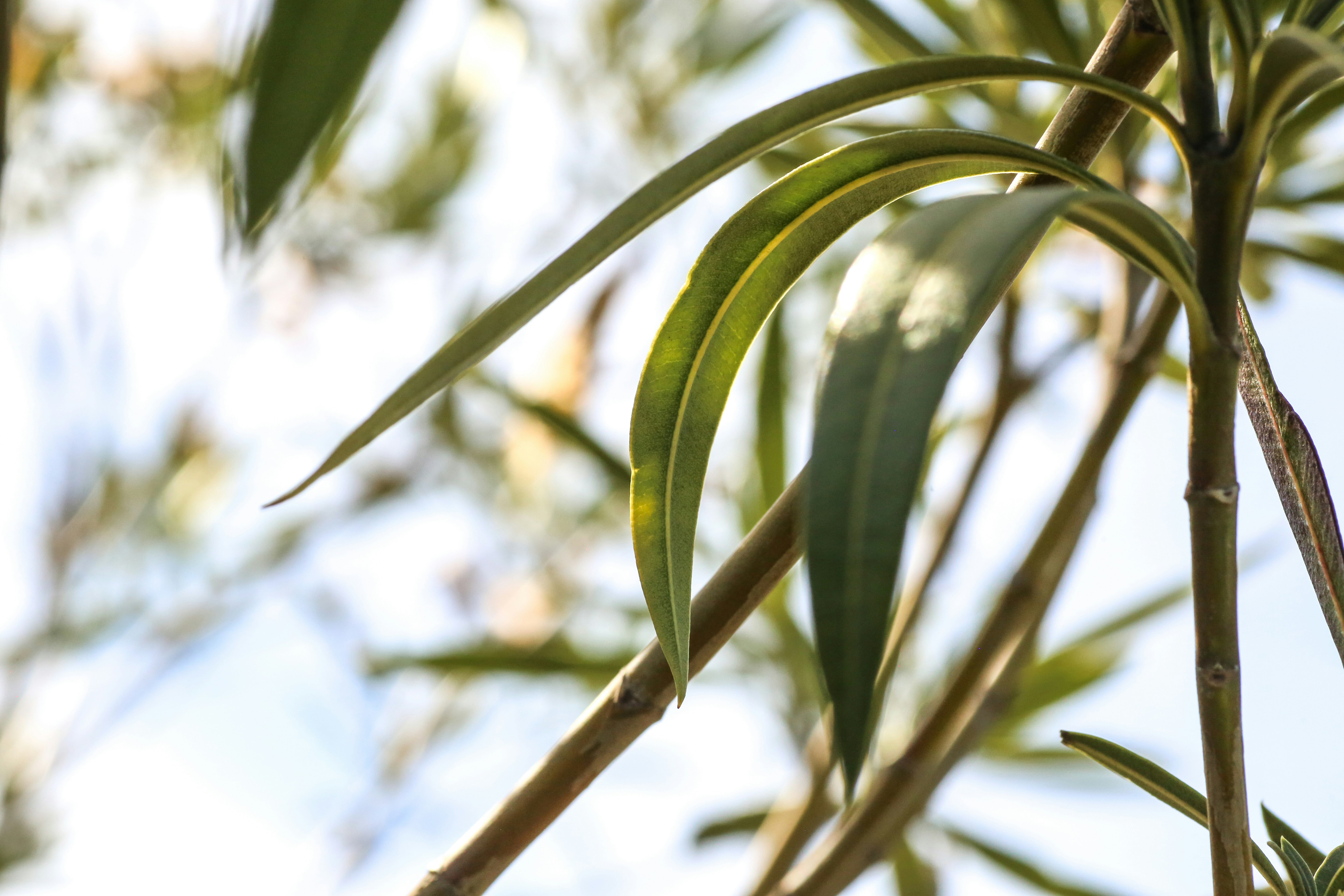 Photo by giorgiotrovato