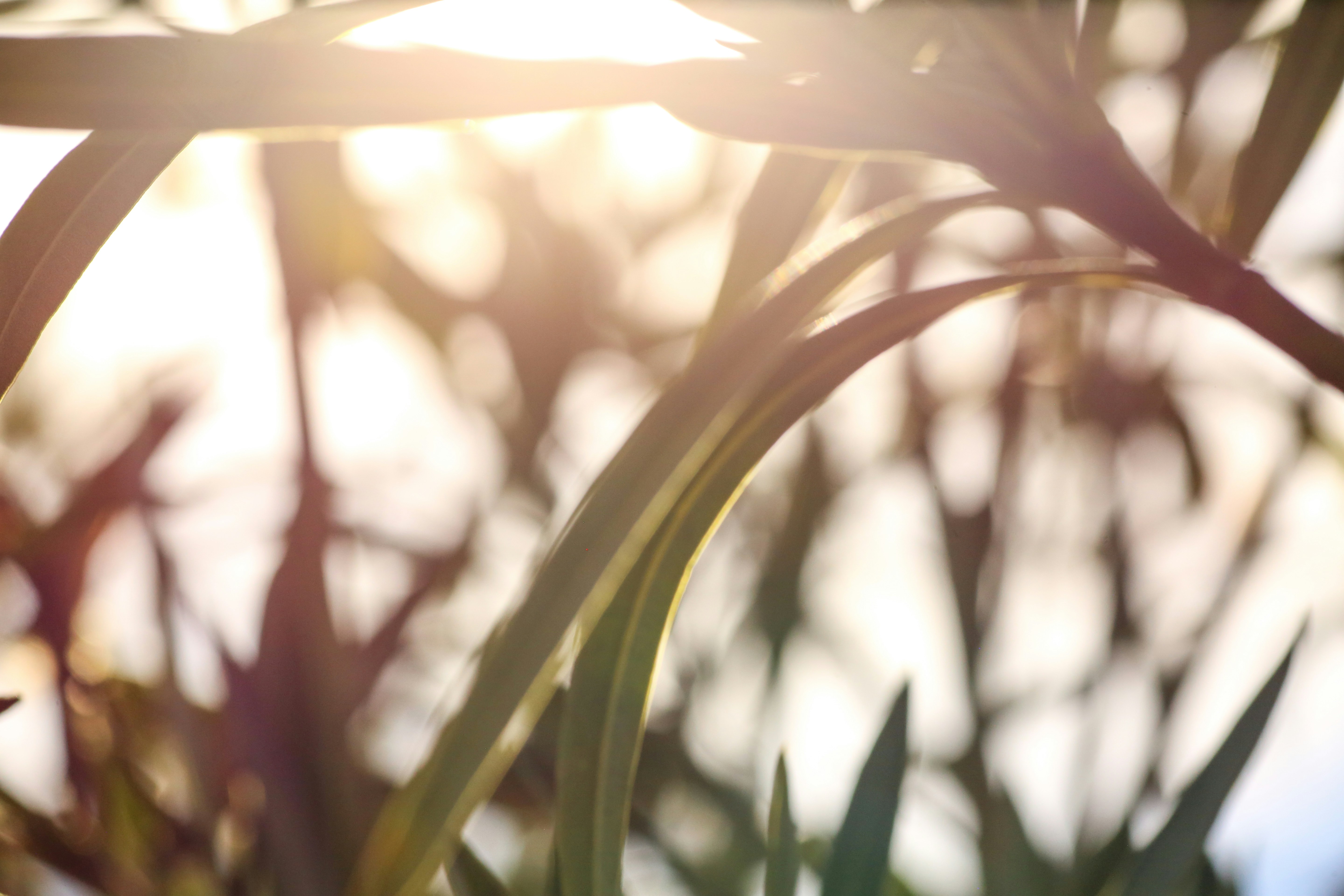 Photo by giorgiotrovato