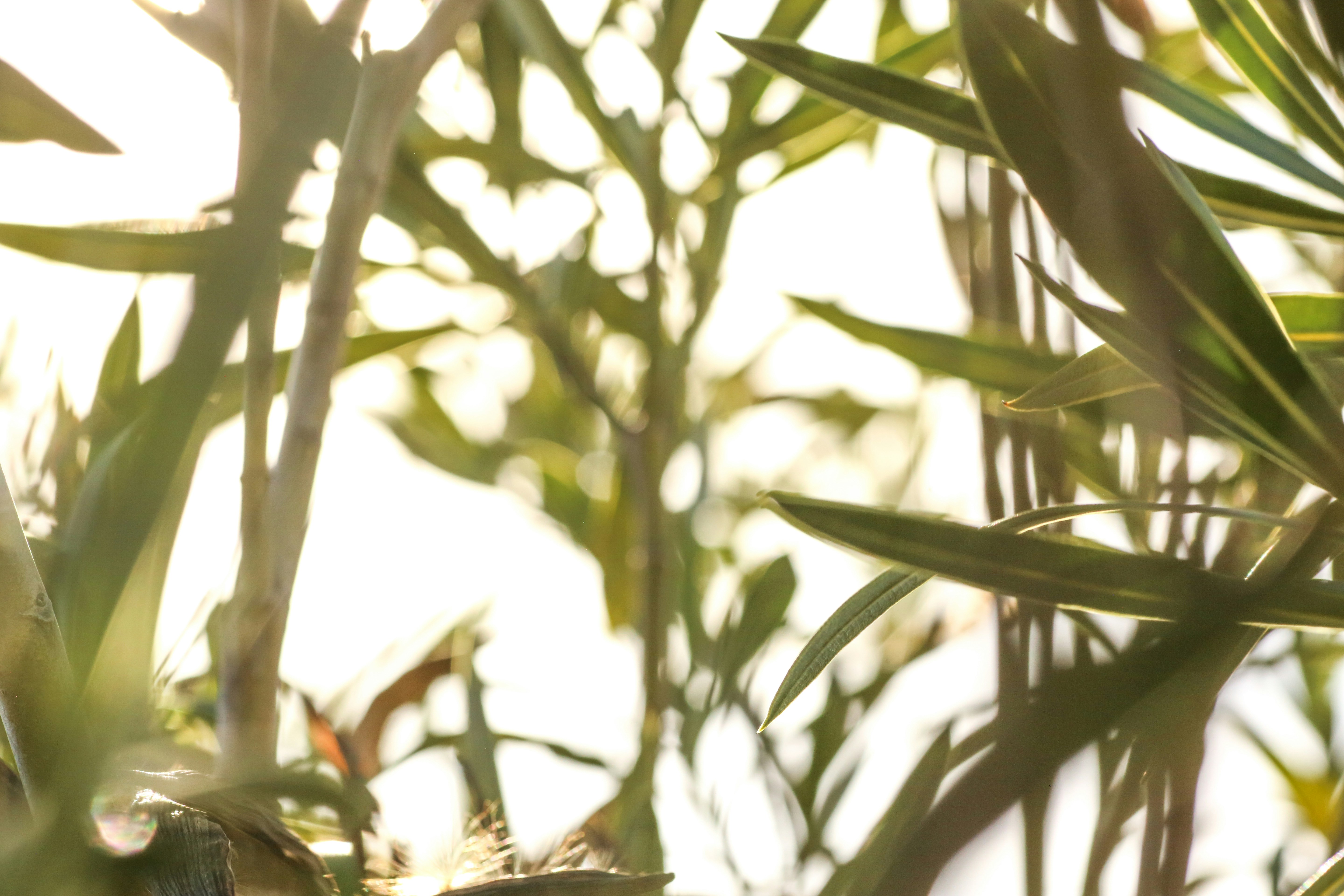 Photo by giorgiotrovato