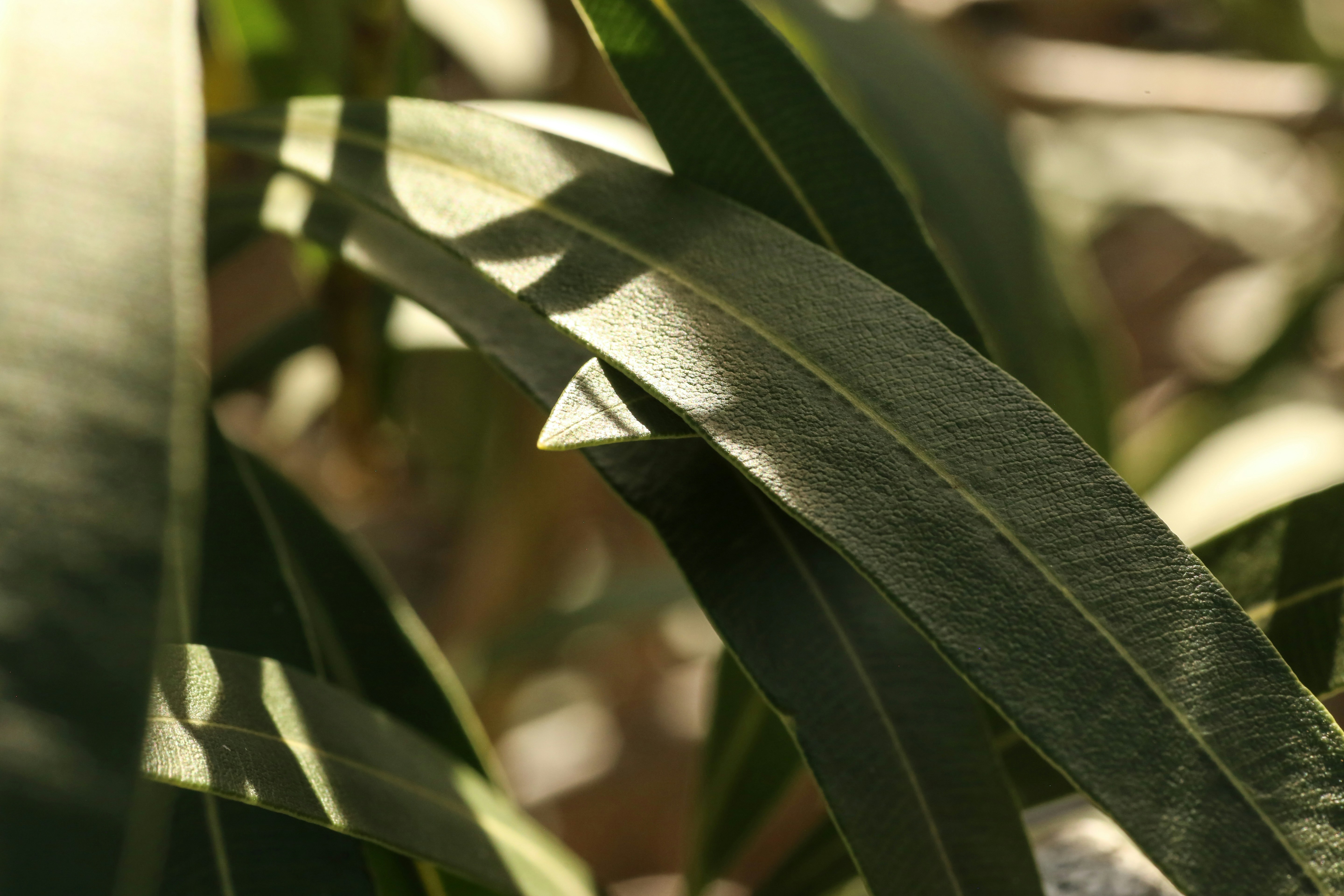 Photo by giorgiotrovato