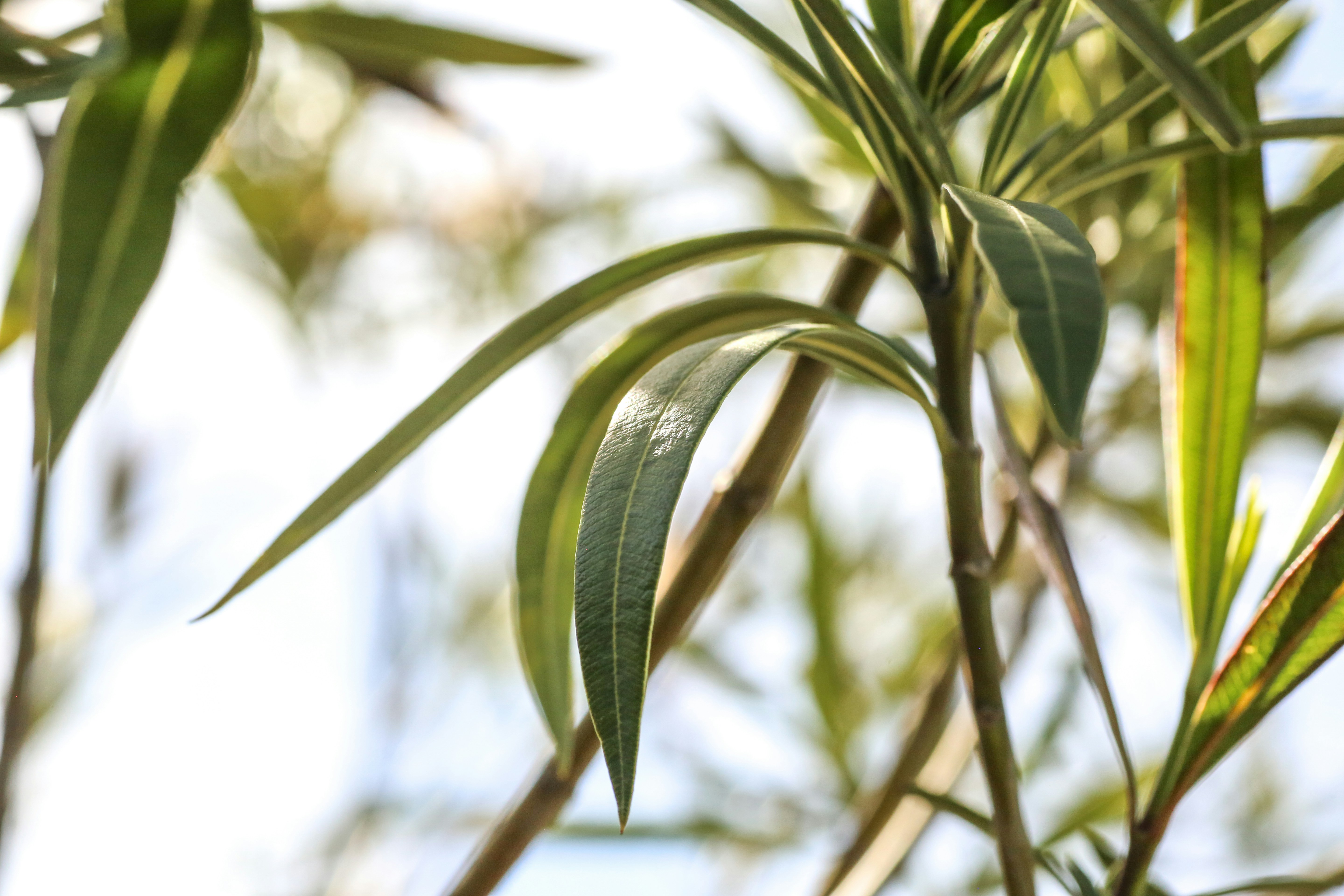 Photo by giorgiotrovato