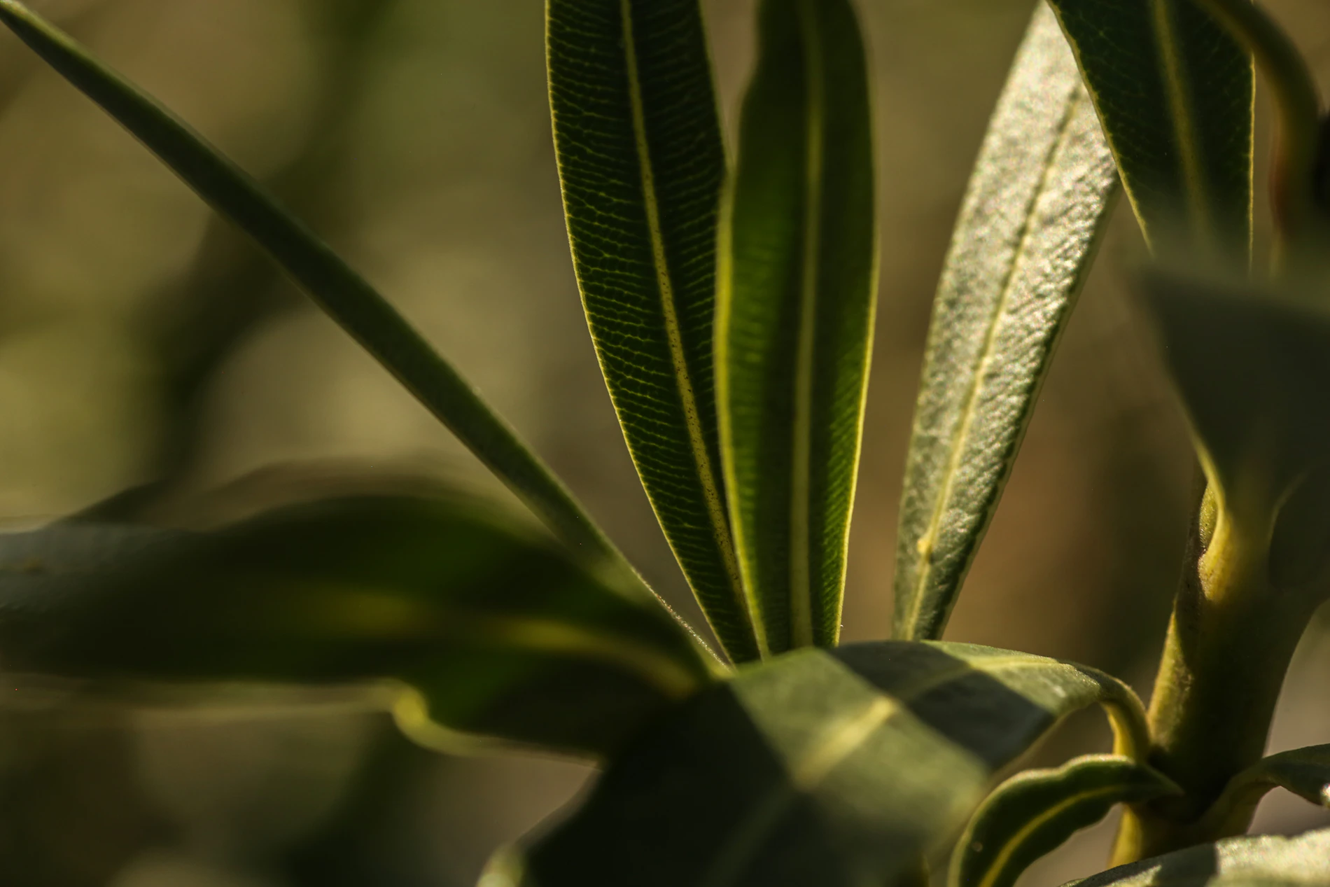 Close-up of green leaves with sunlight filtering through