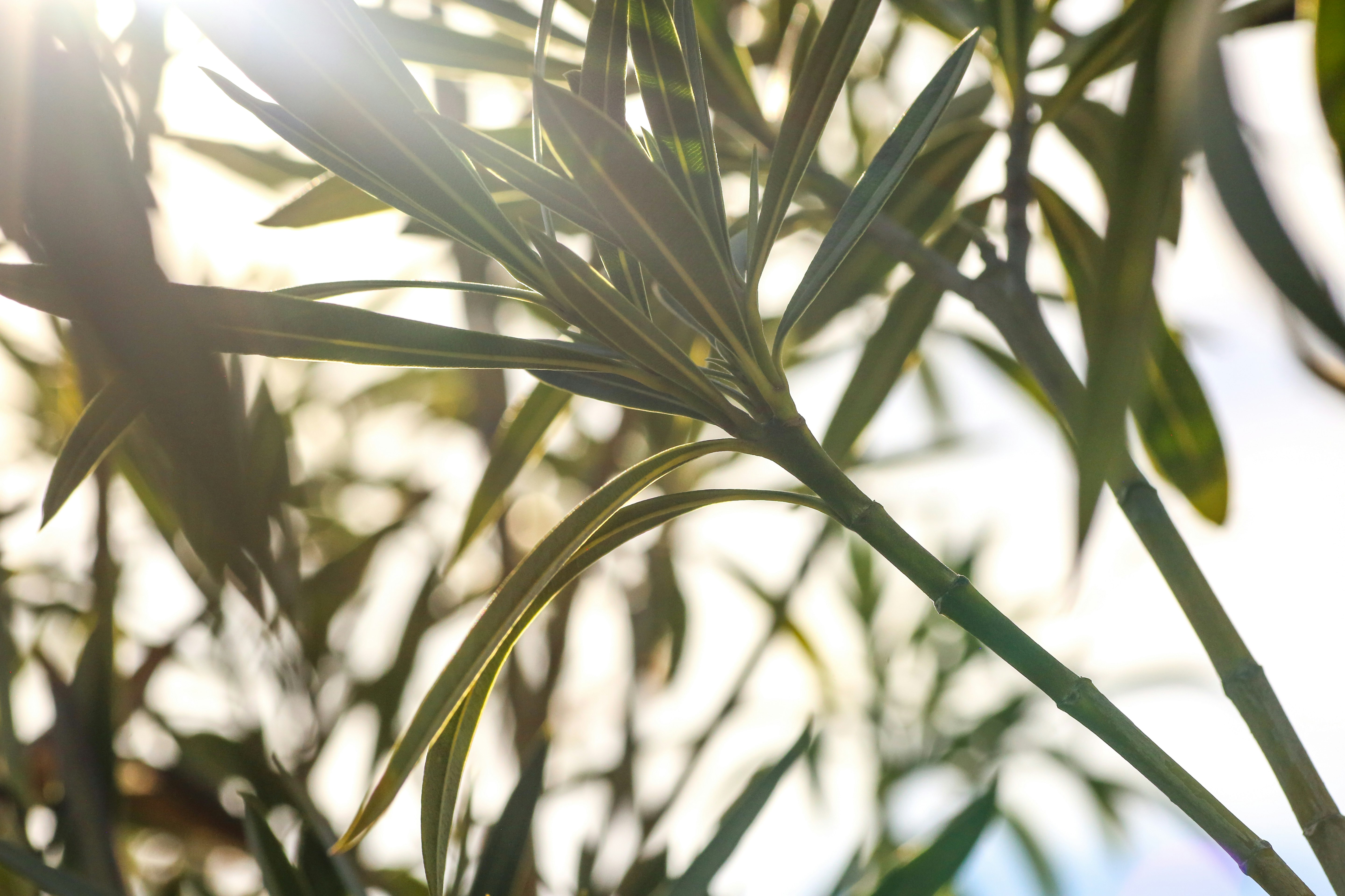 Photo by giorgiotrovato