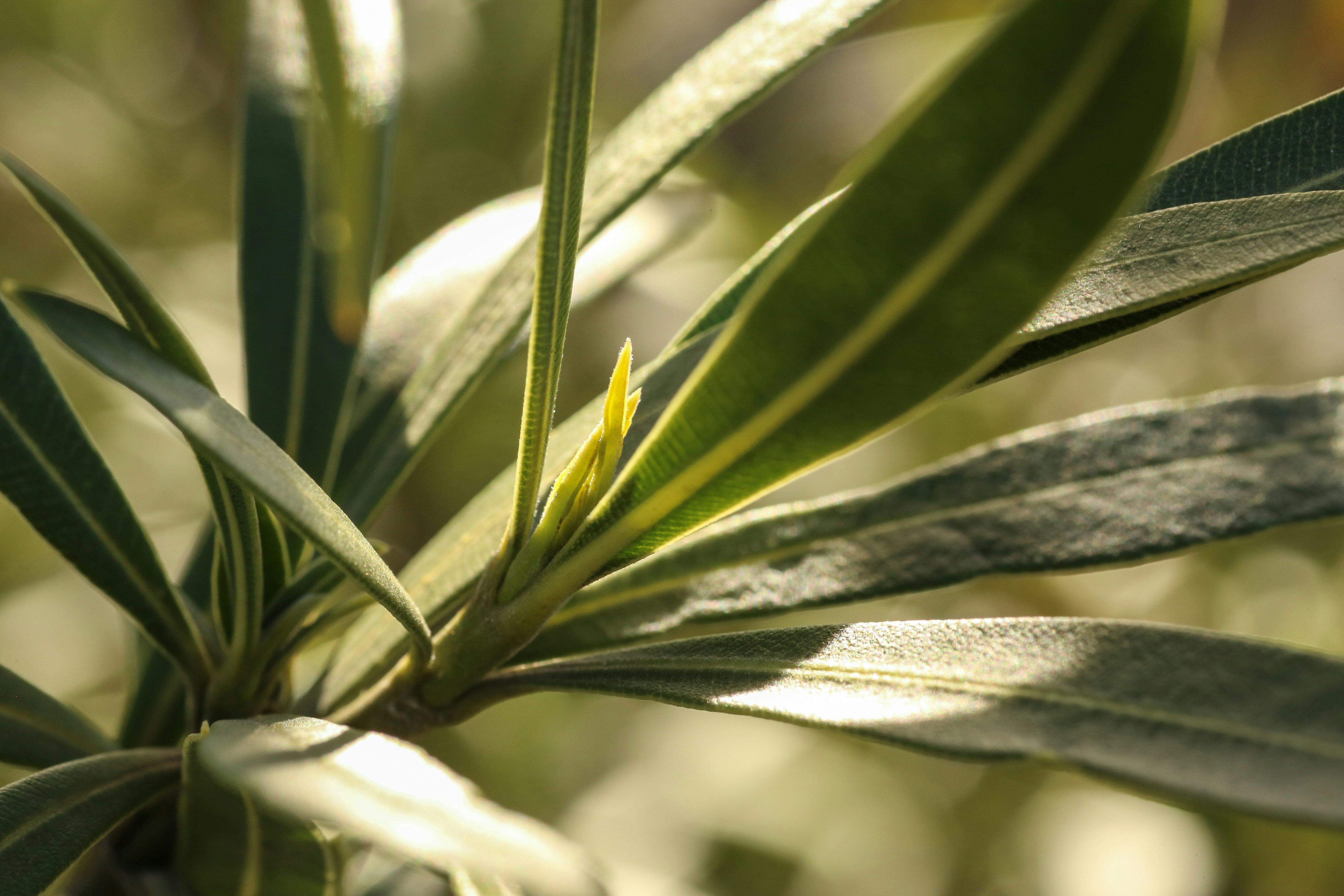 Photo by giorgiotrovato