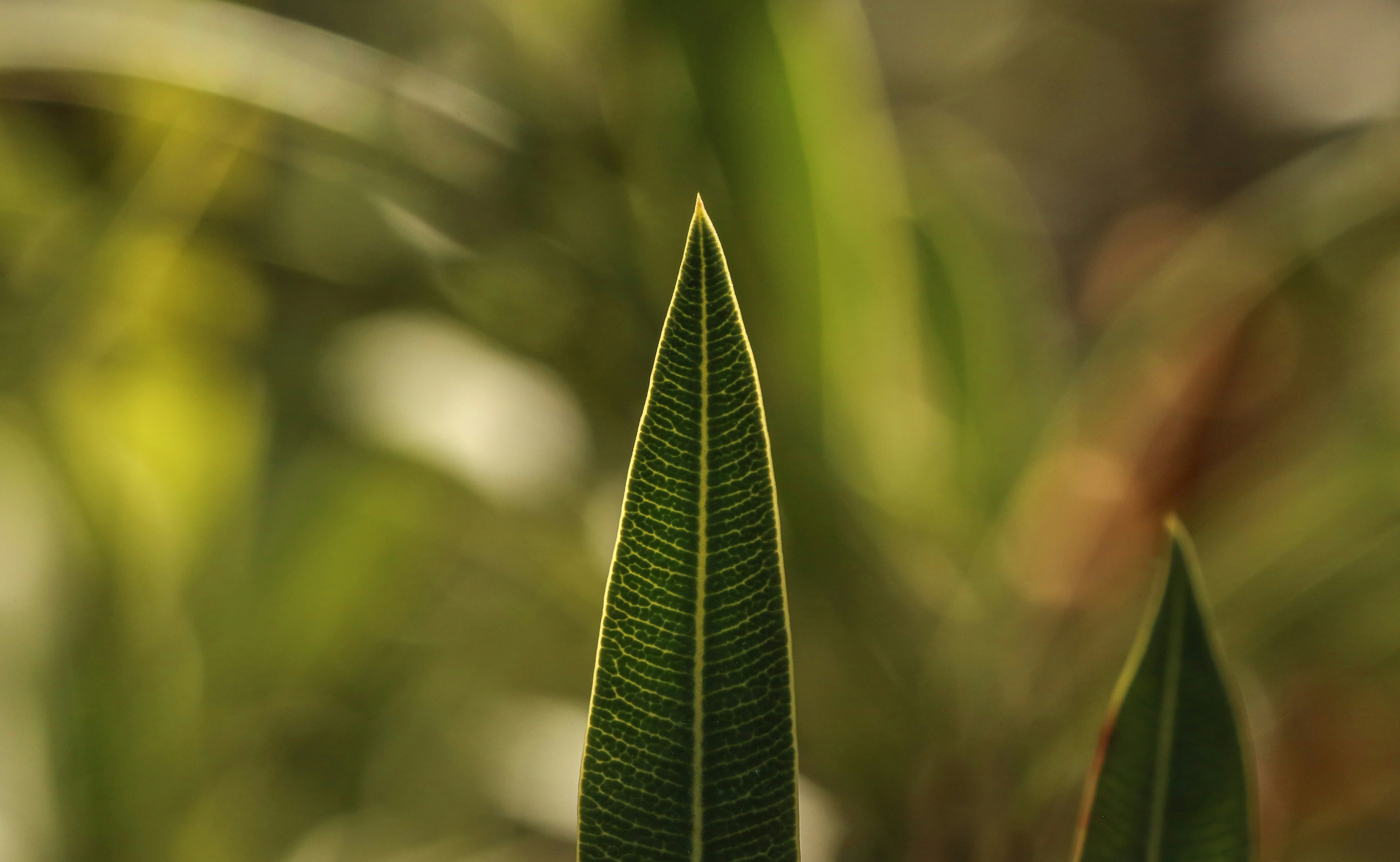 Photo by giorgiotrovato