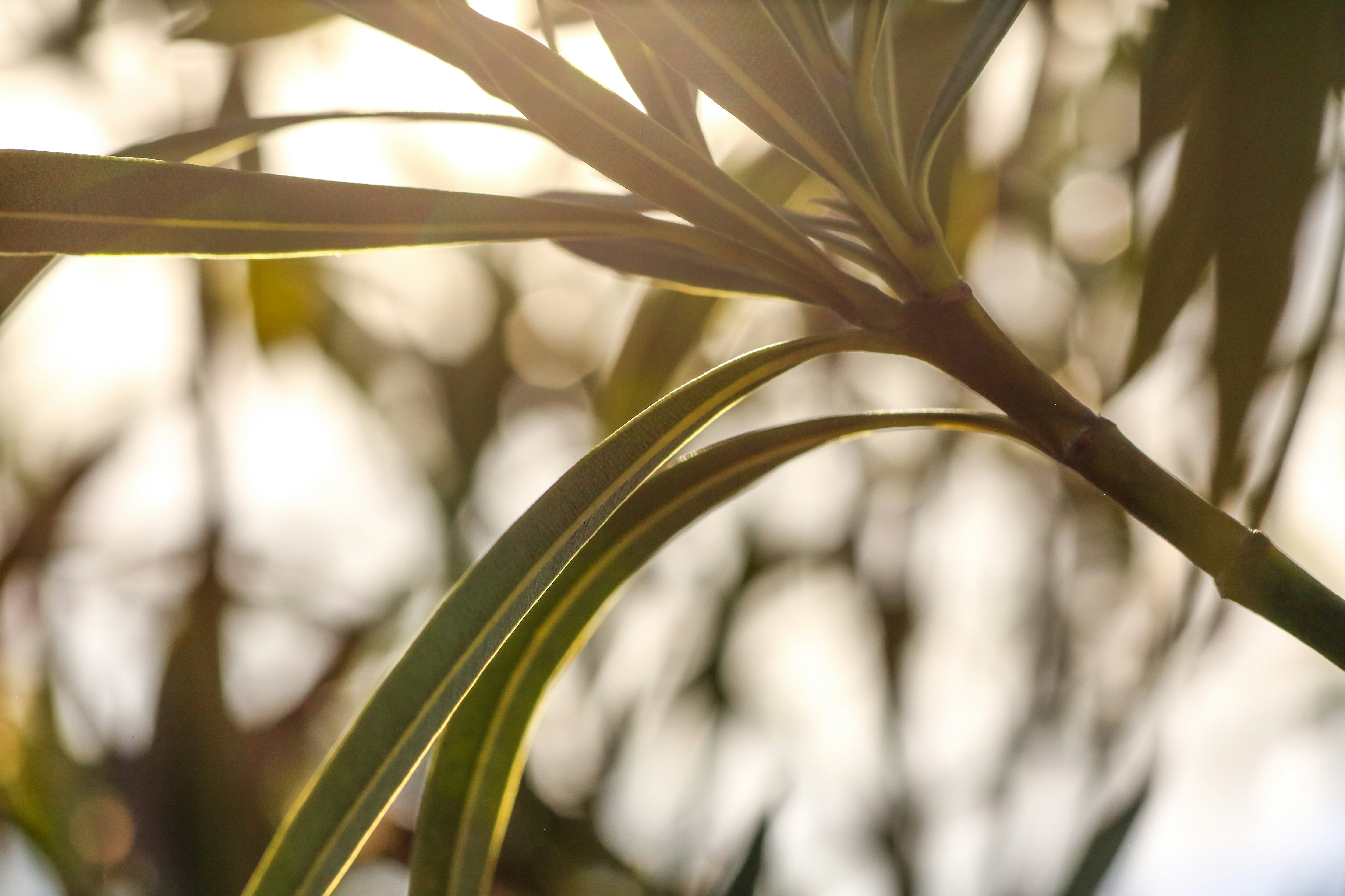 Photo by giorgiotrovato