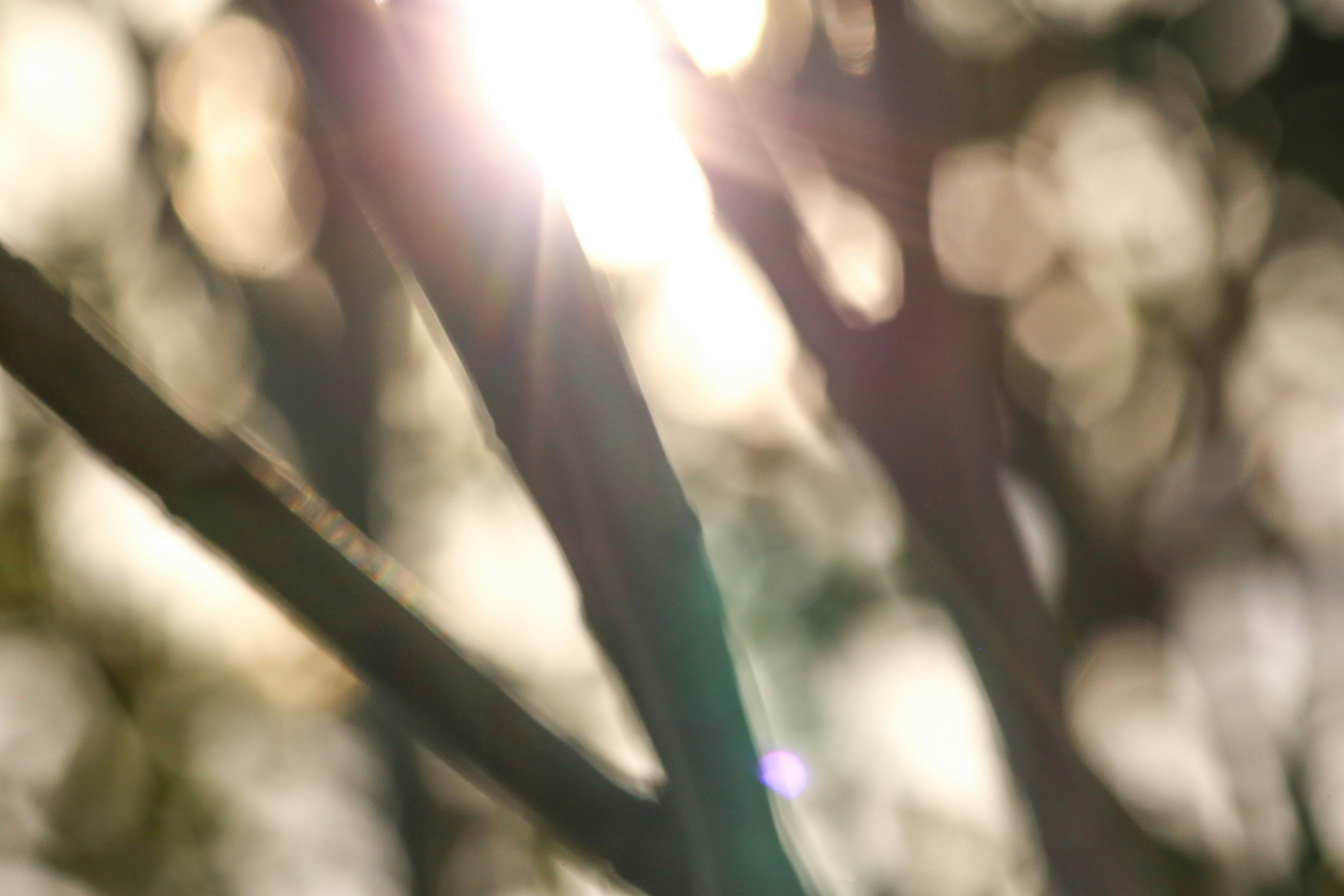 Photo by giorgiotrovato