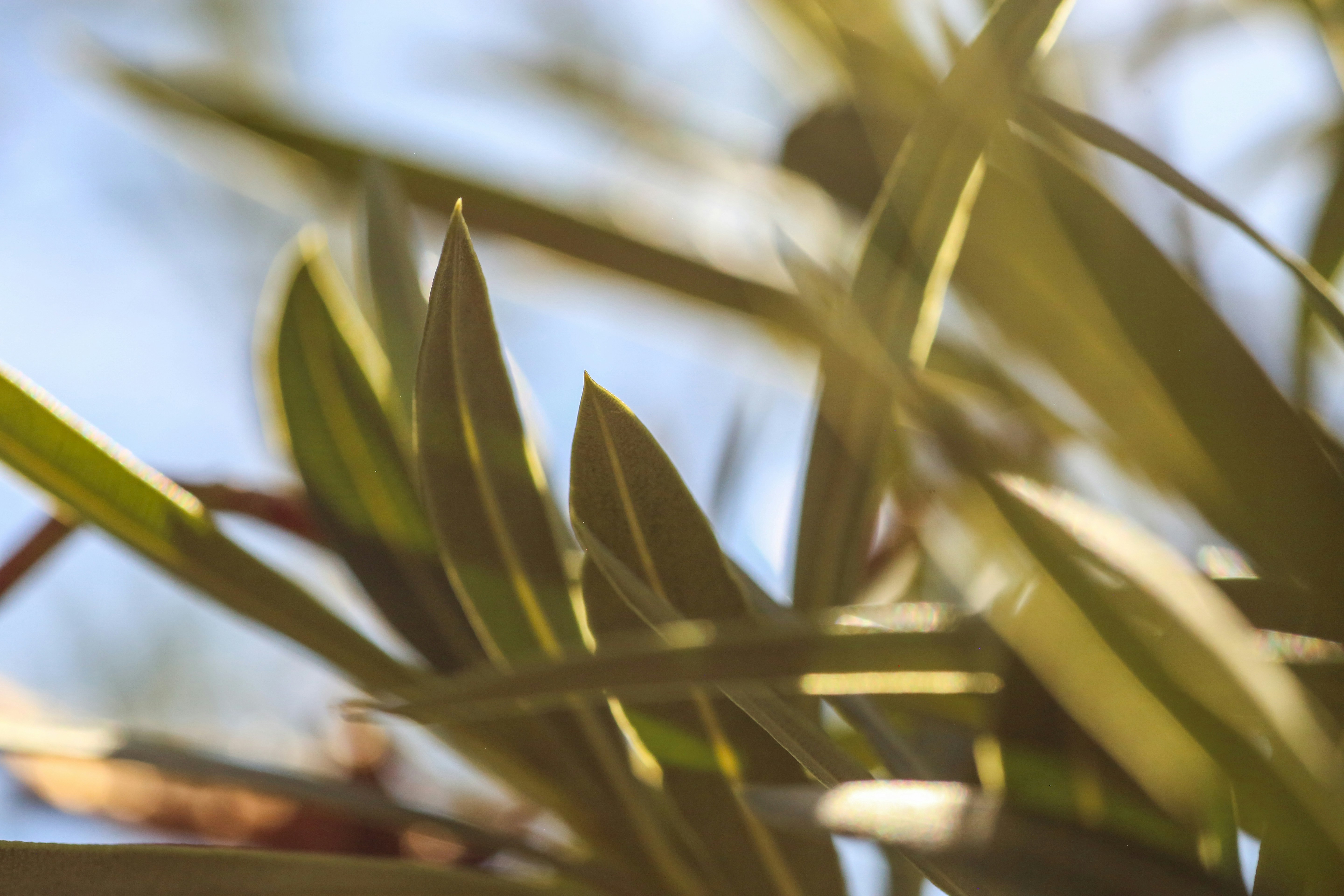 Photo by giorgiotrovato