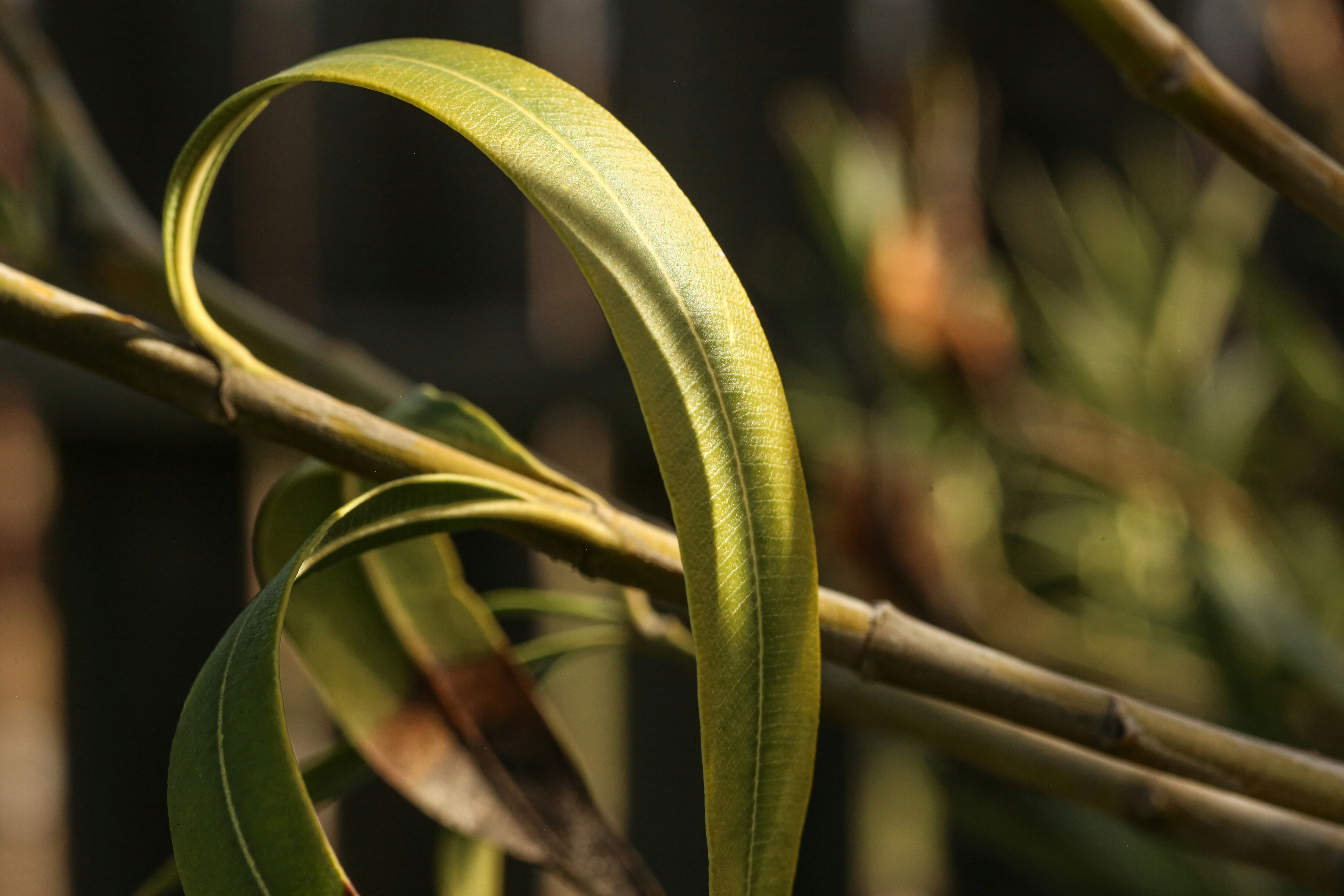 Photo by giorgiotrovato