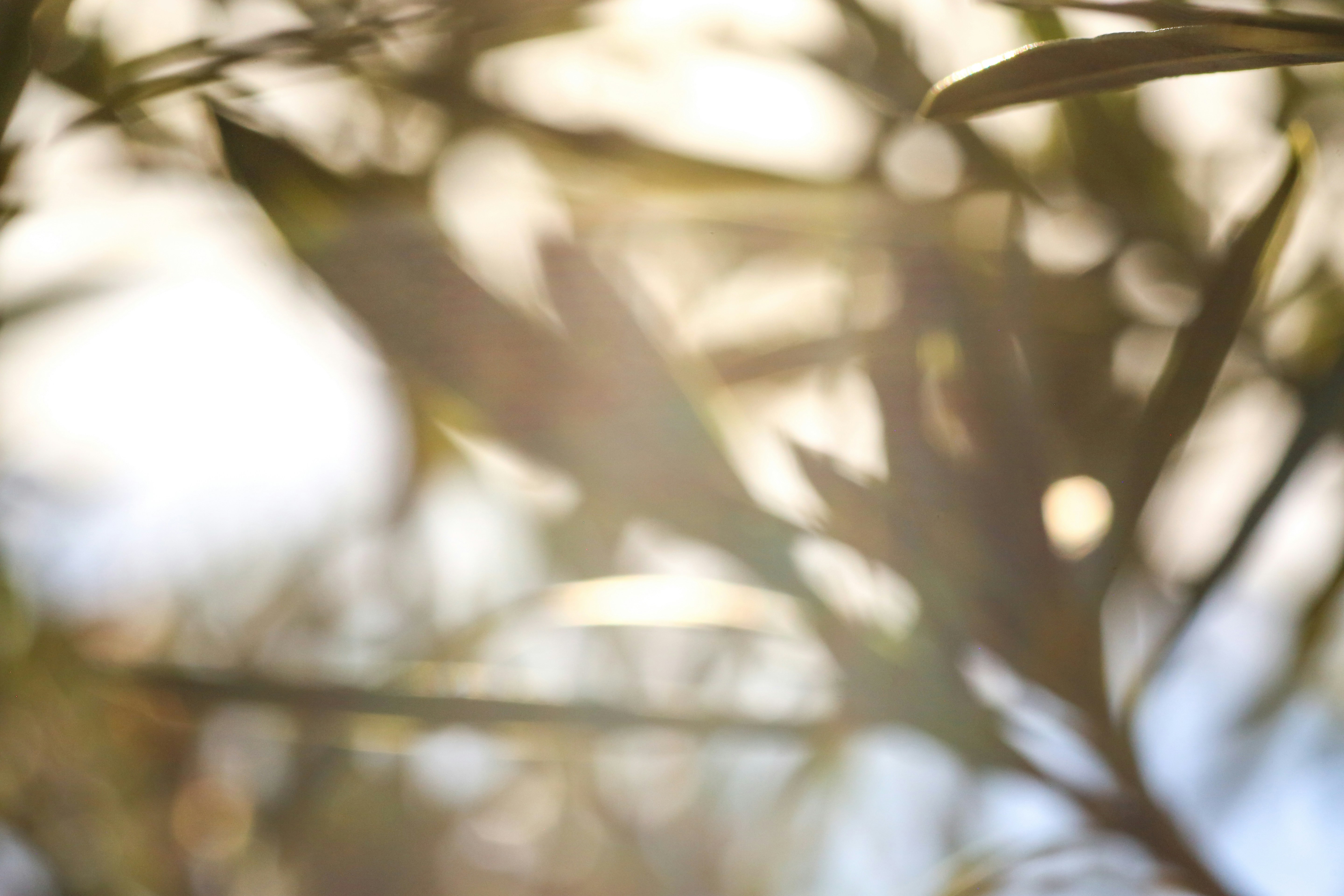 Photo by giorgiotrovato