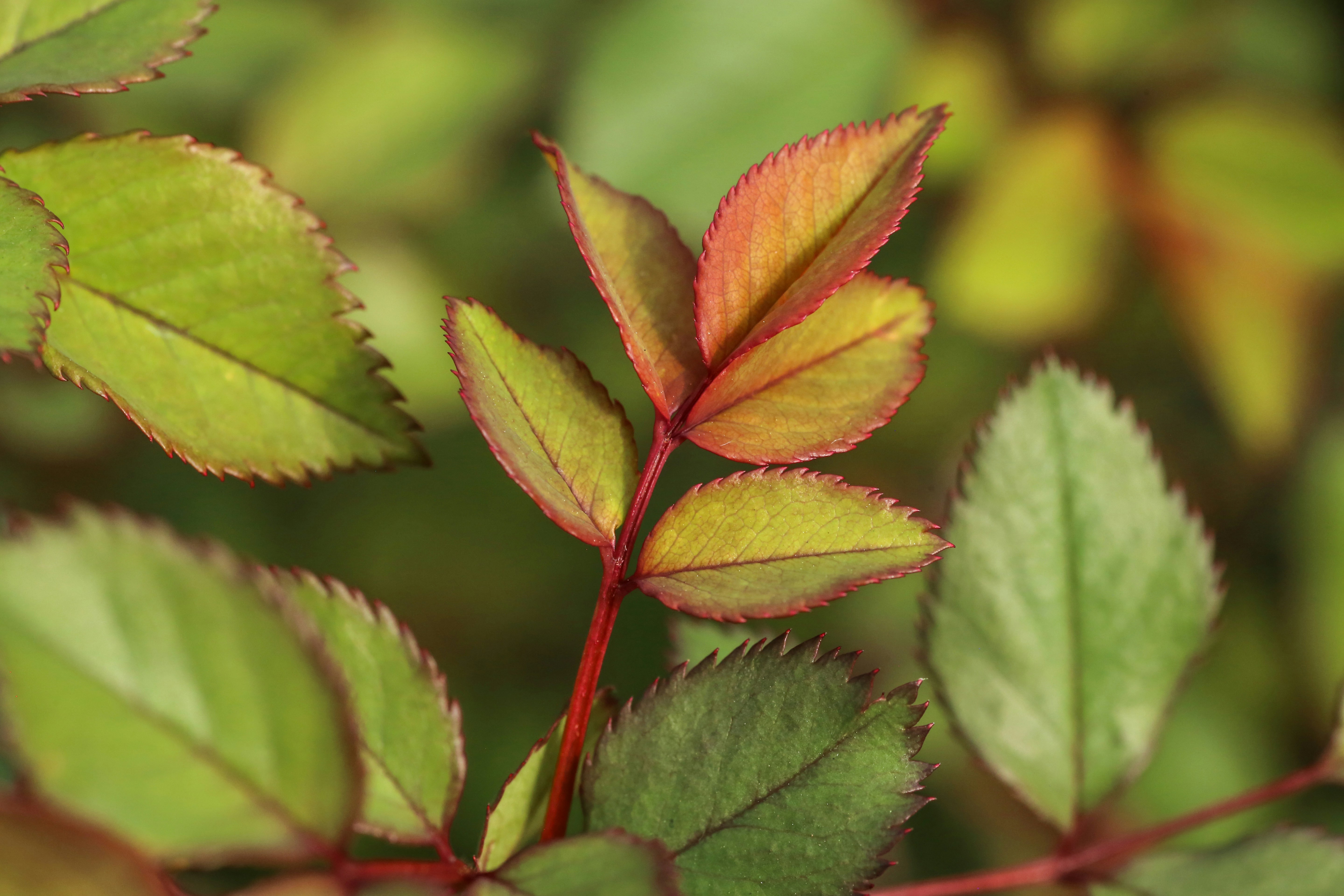 Photo by giorgiotrovato