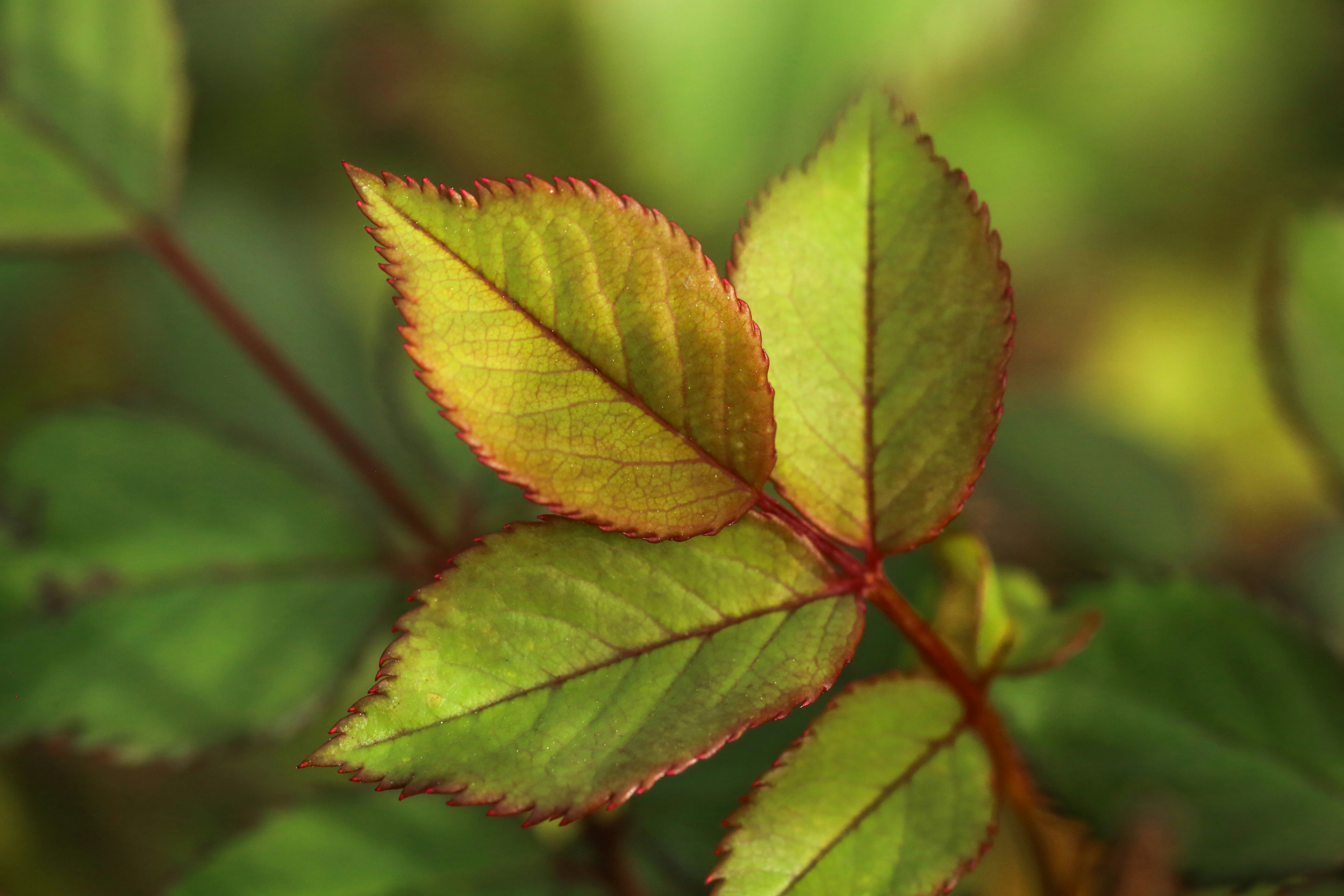 Photo by giorgiotrovato