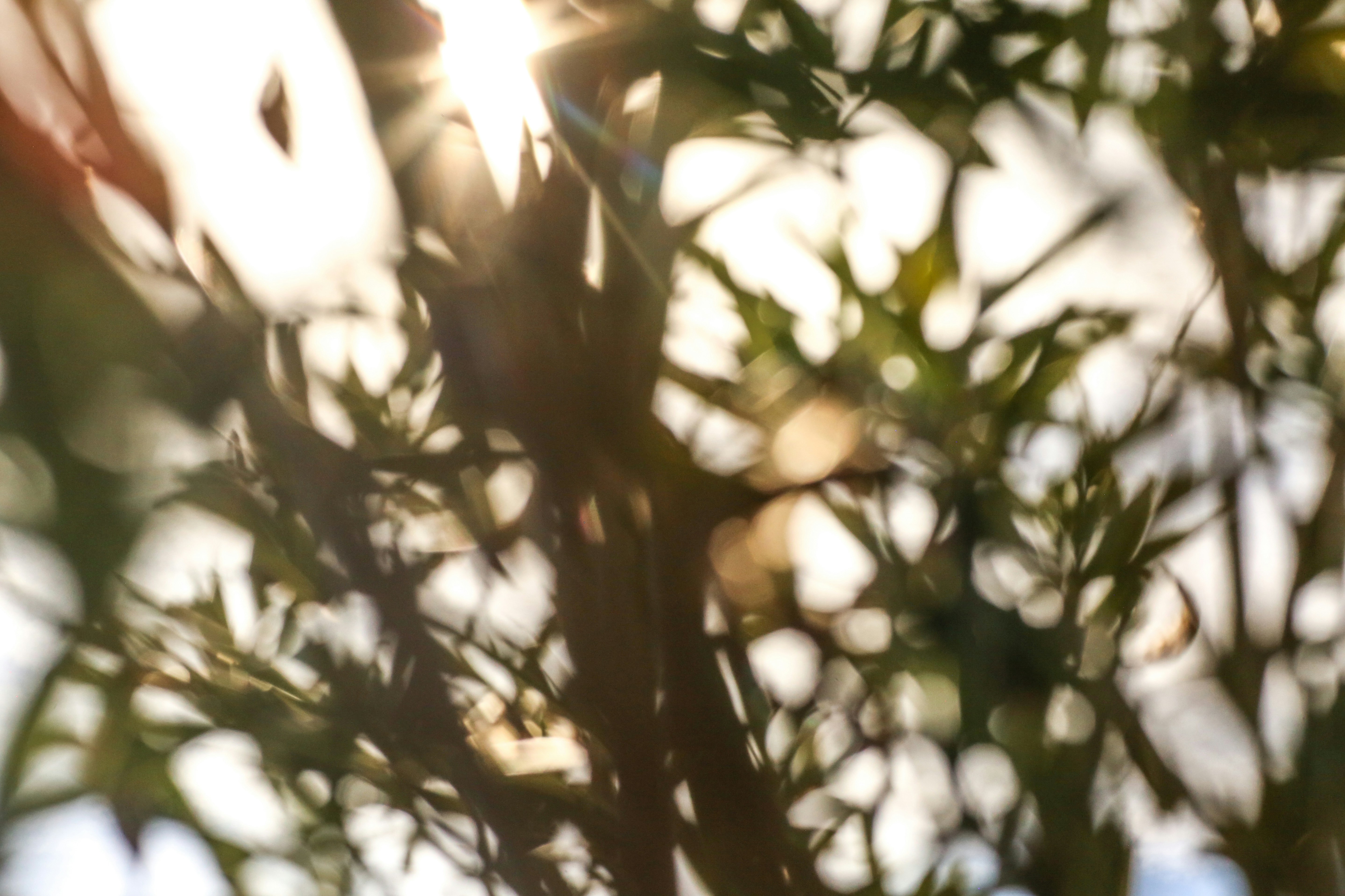 Photo by giorgiotrovato