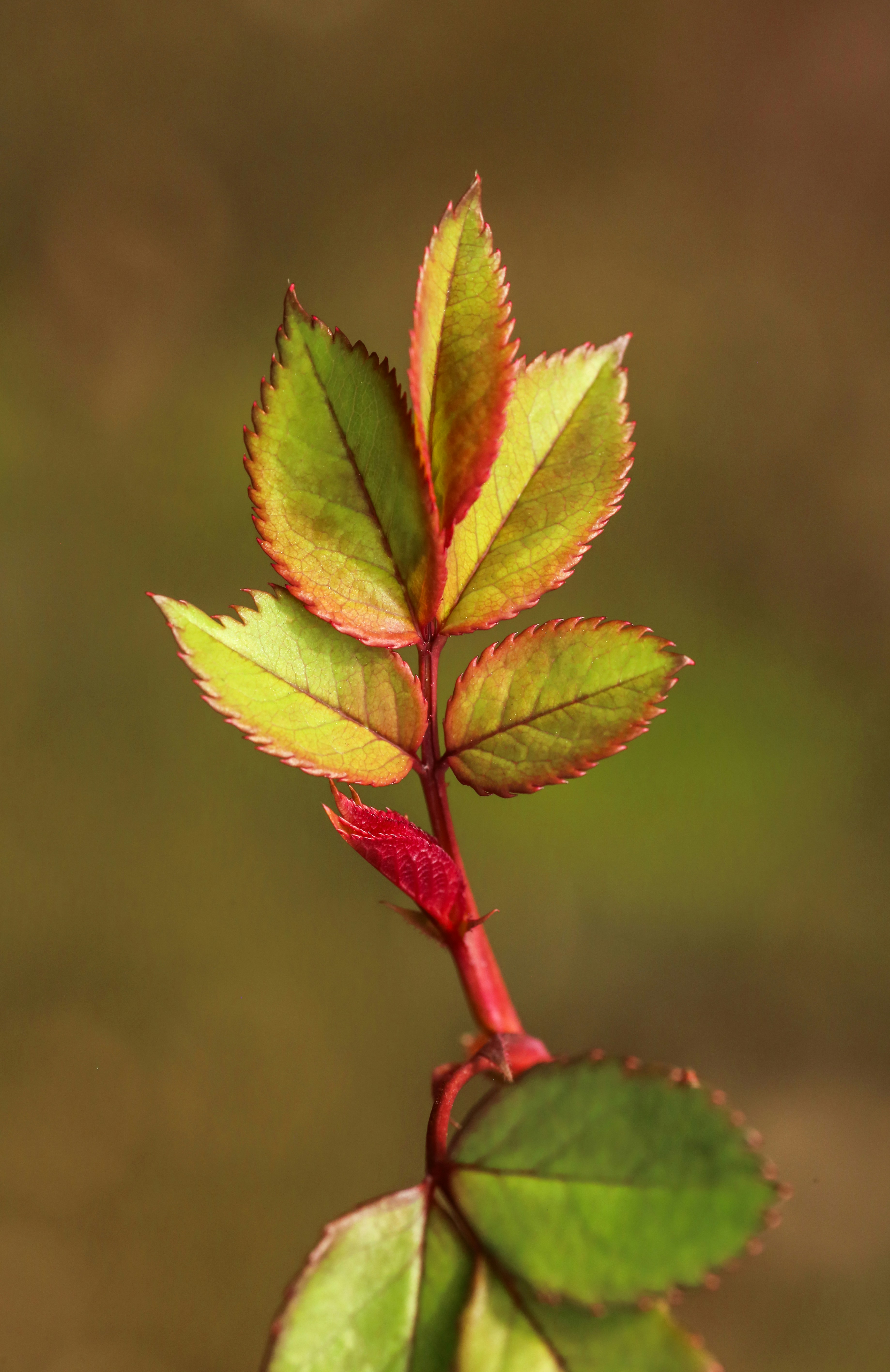 Photo by giorgiotrovato