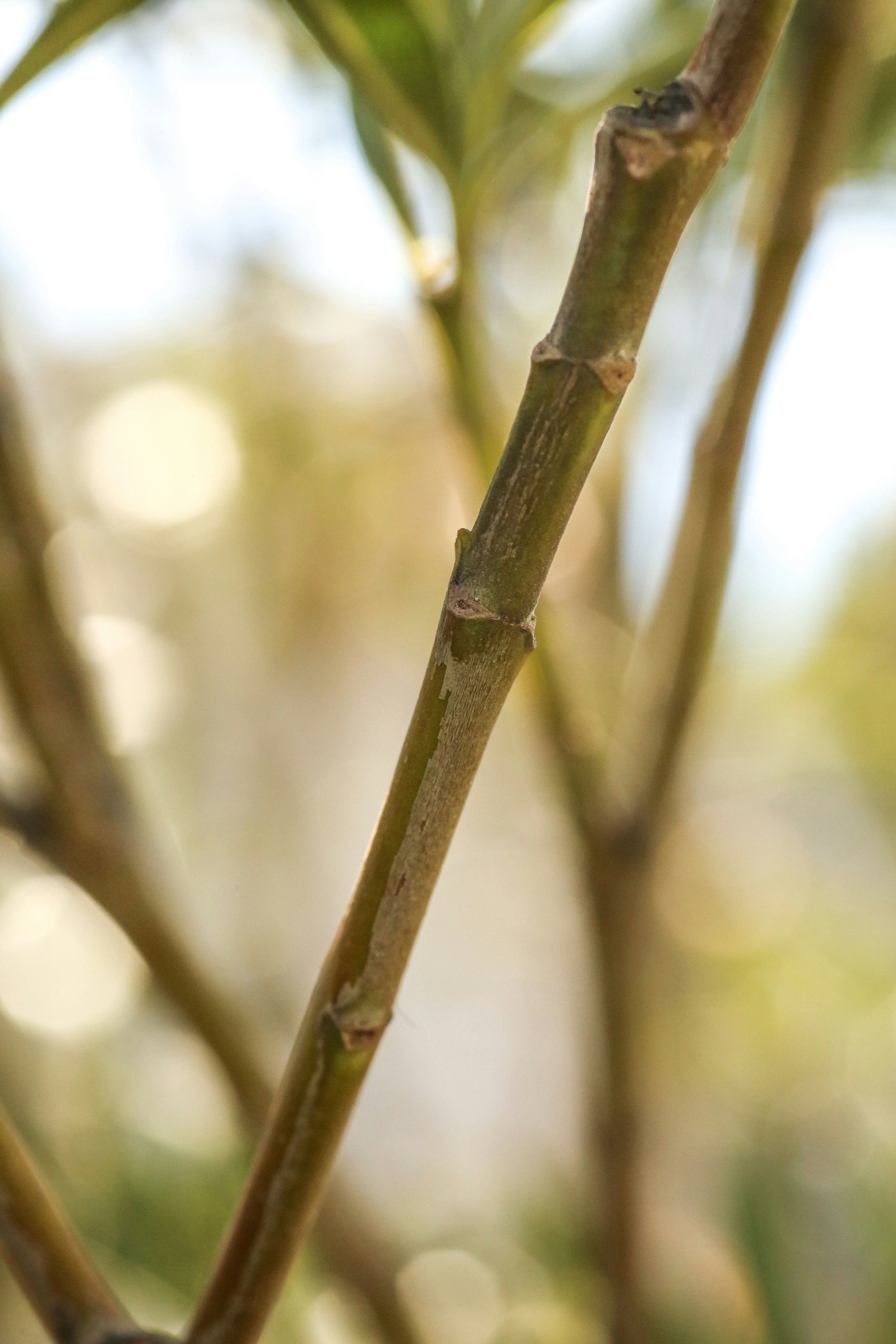 Photo by giorgiotrovato