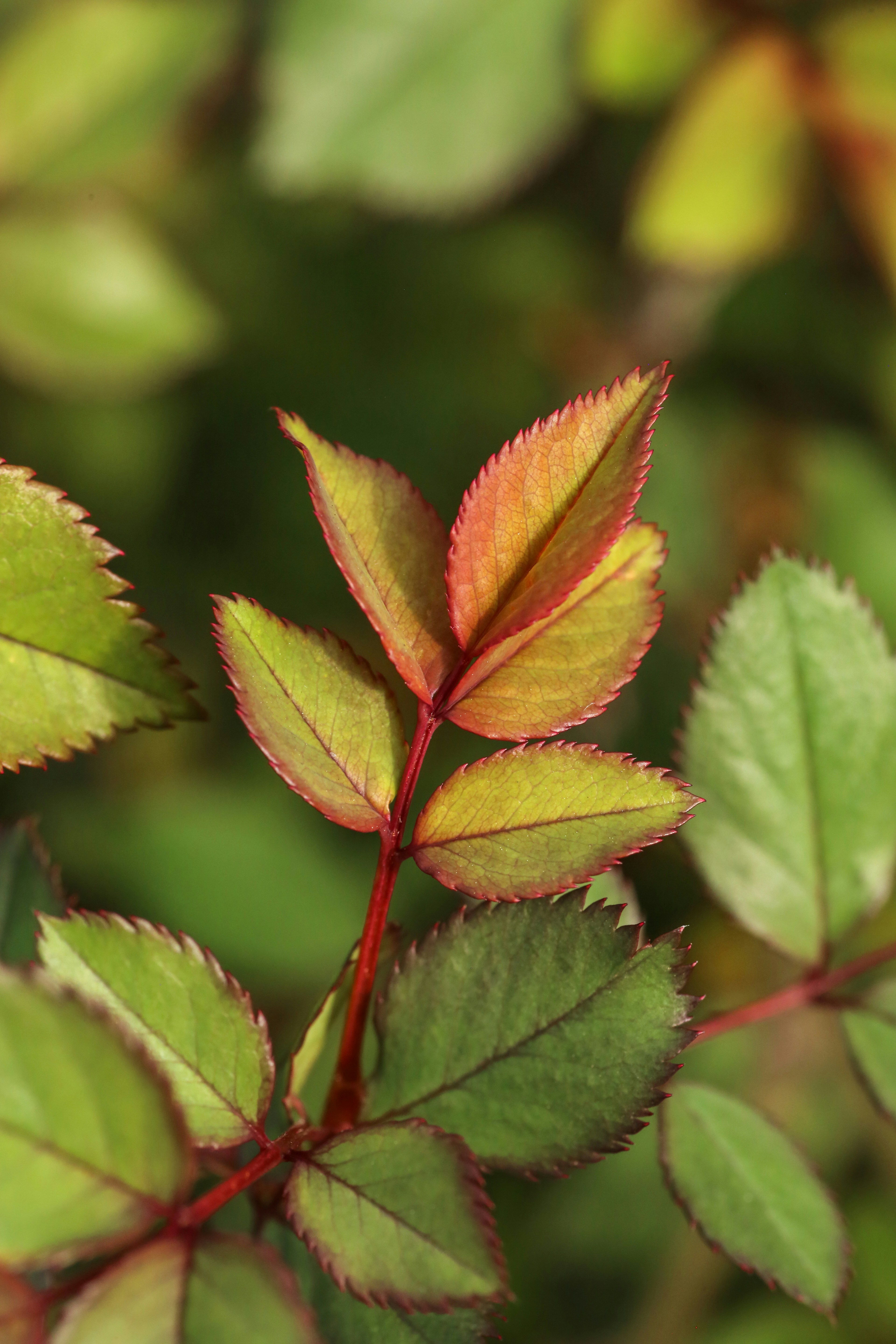 Photo by giorgiotrovato