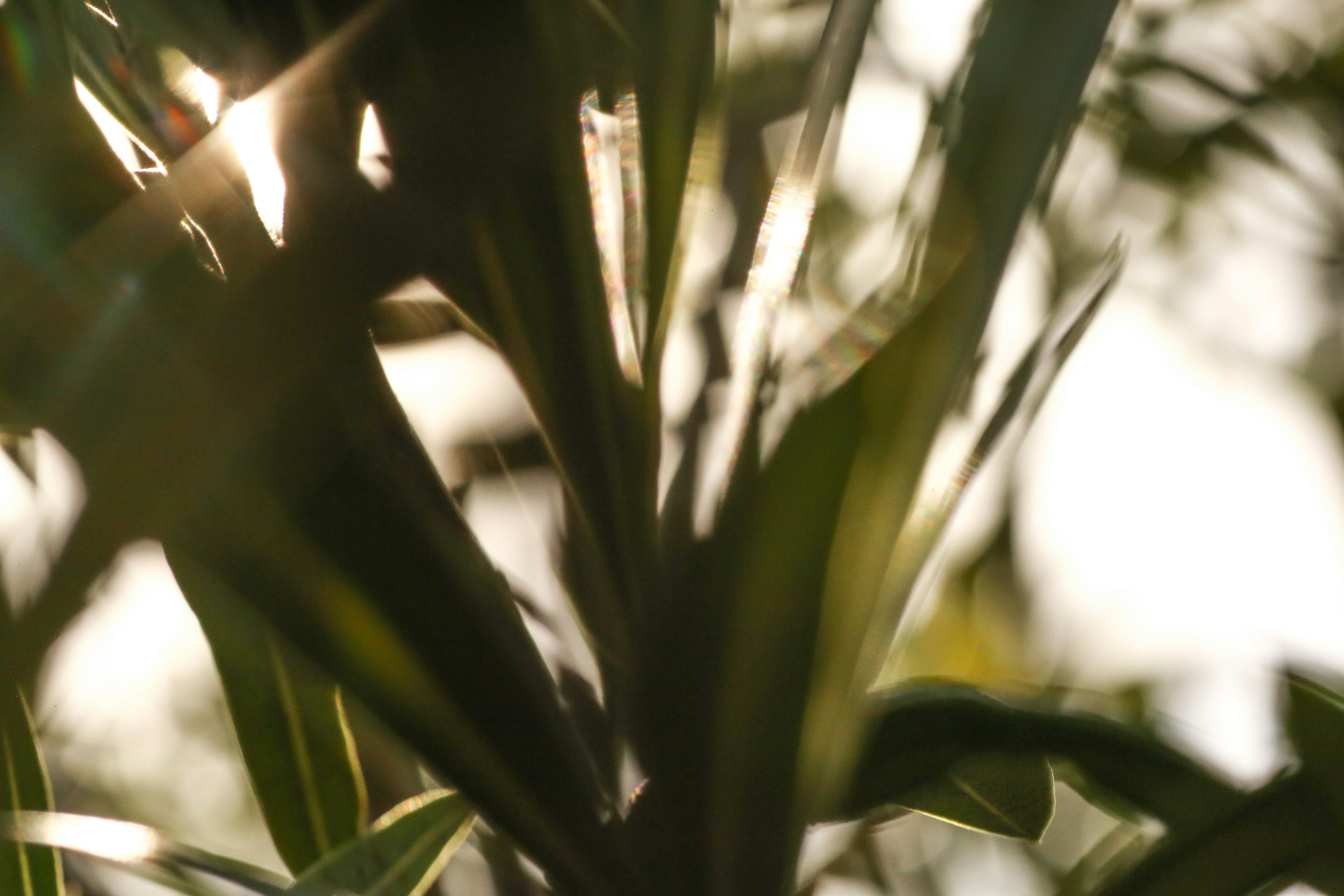 Photo by giorgiotrovato